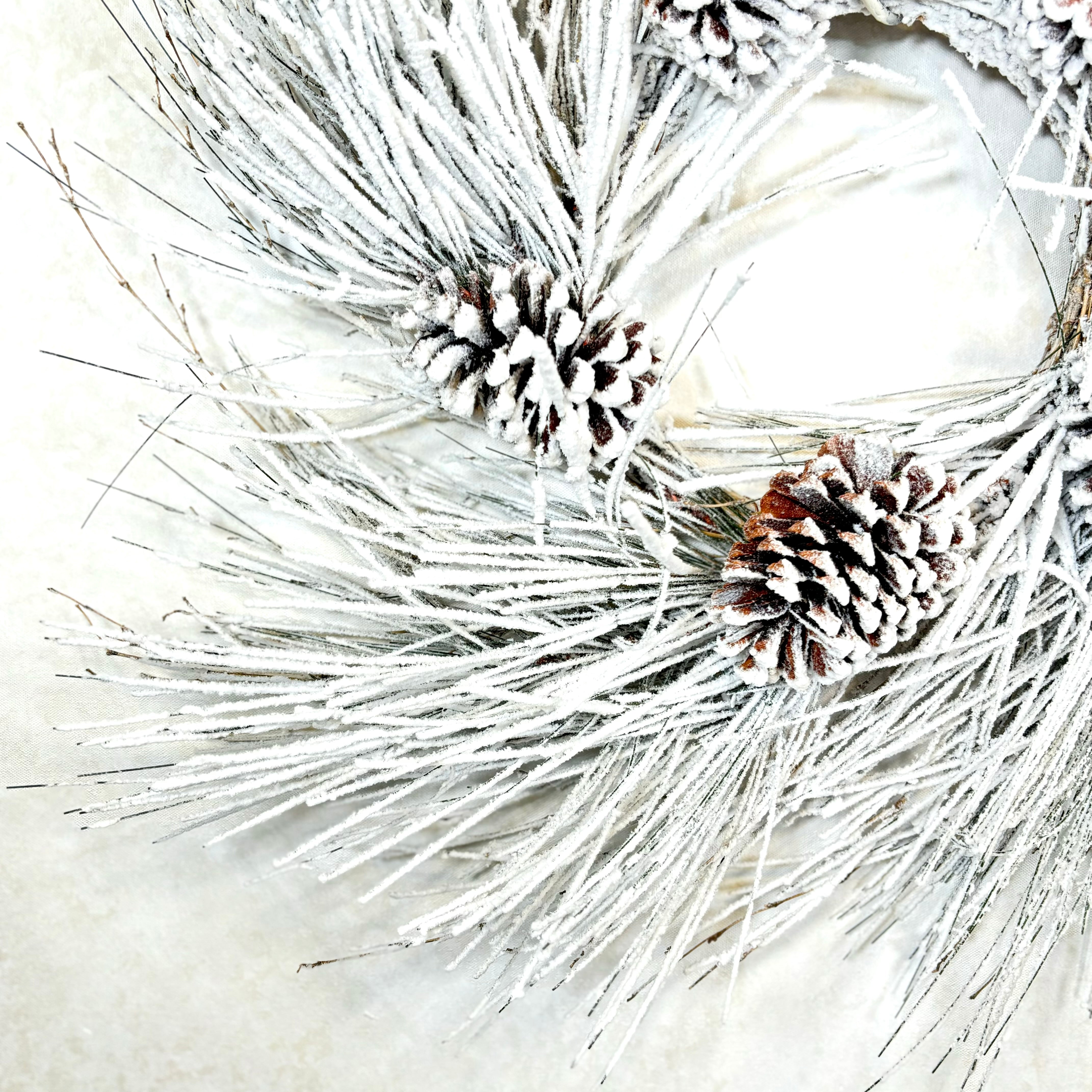 Snow Long Needle Pine with Cones and Heavy Snow Wreath