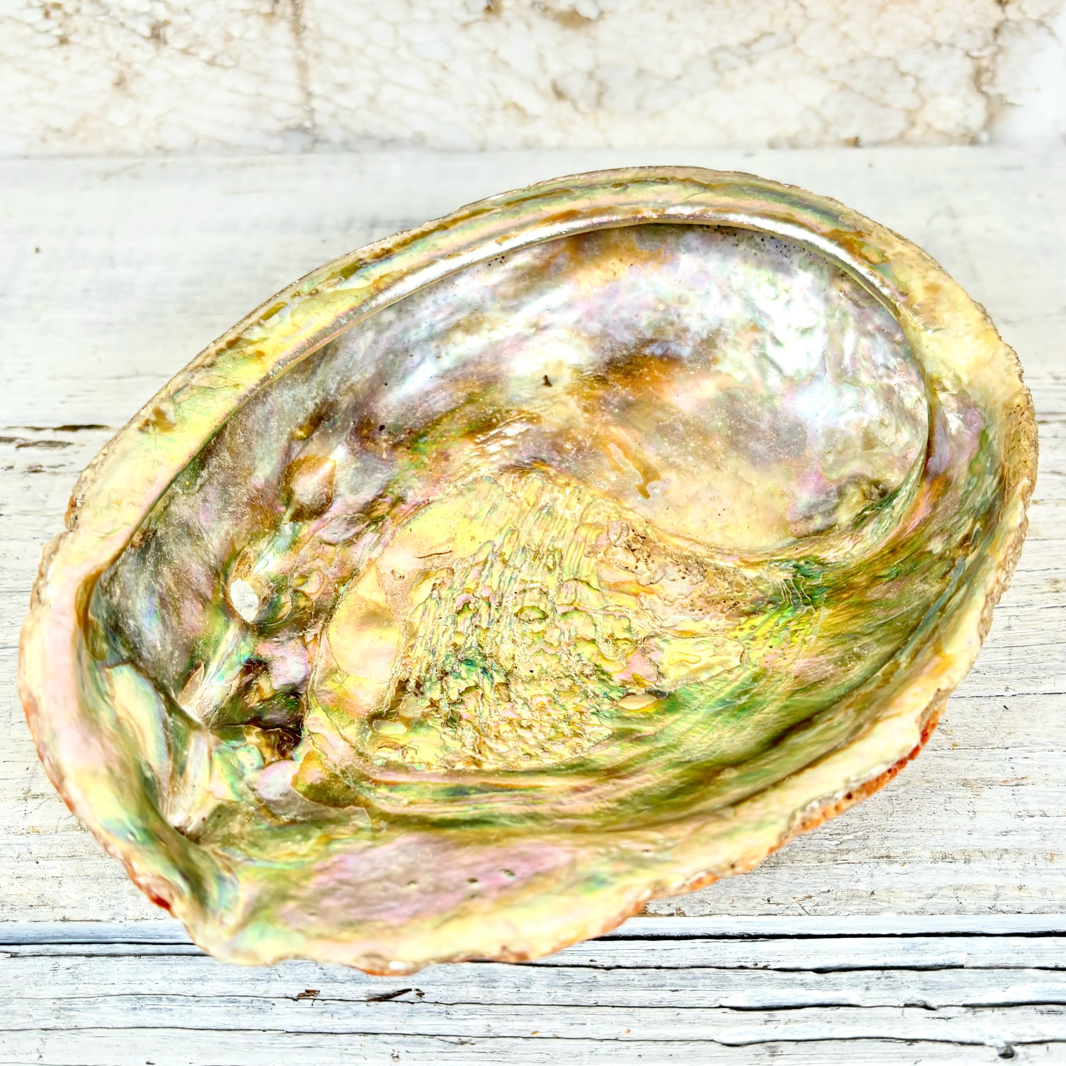 Small Red Natural Iridescent Abalone Sea Shell