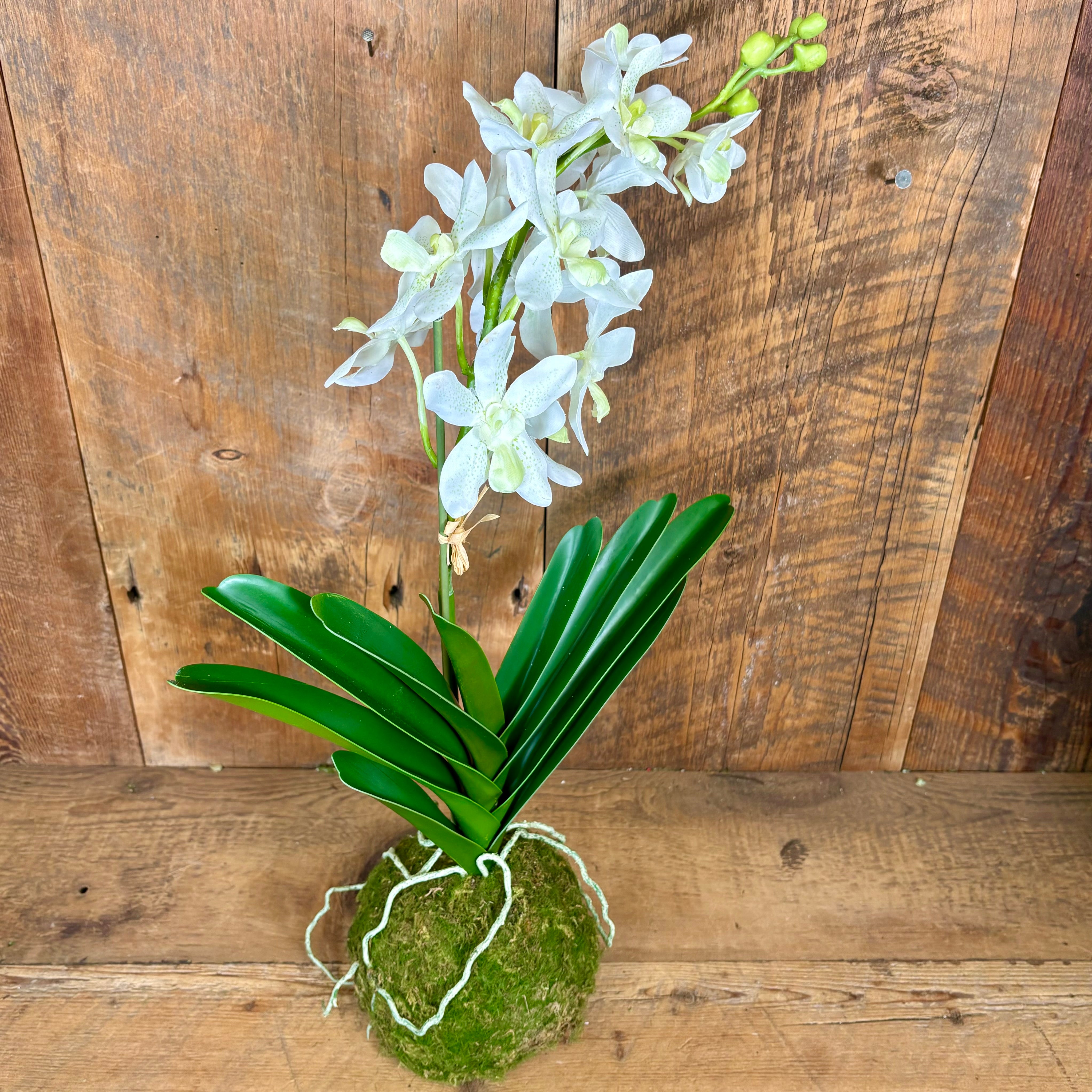 24.5" Real Touch White Vanda Orchid with Moss Ball