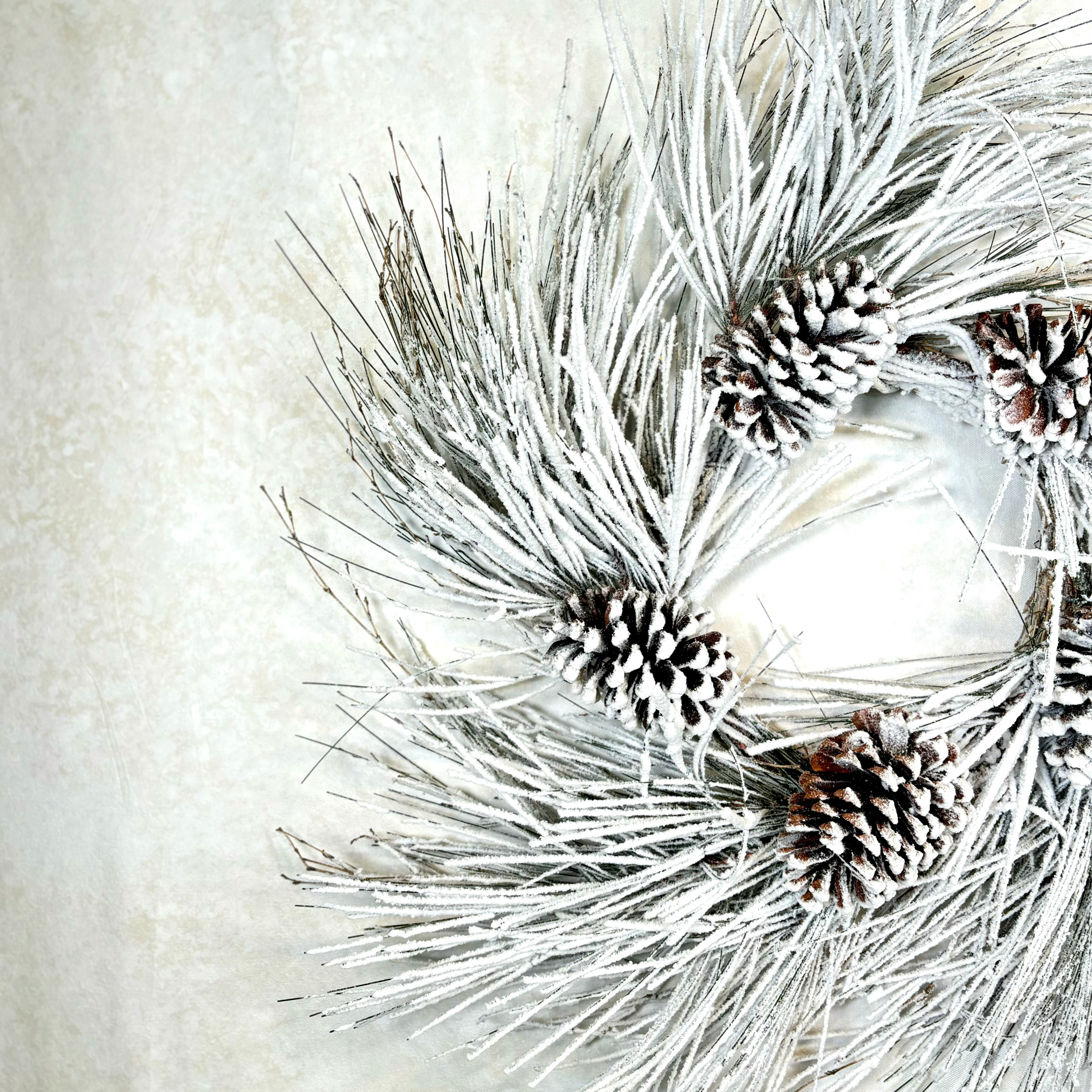 Snow Long Needle Pine with Cones and Heavy Snow Wreath