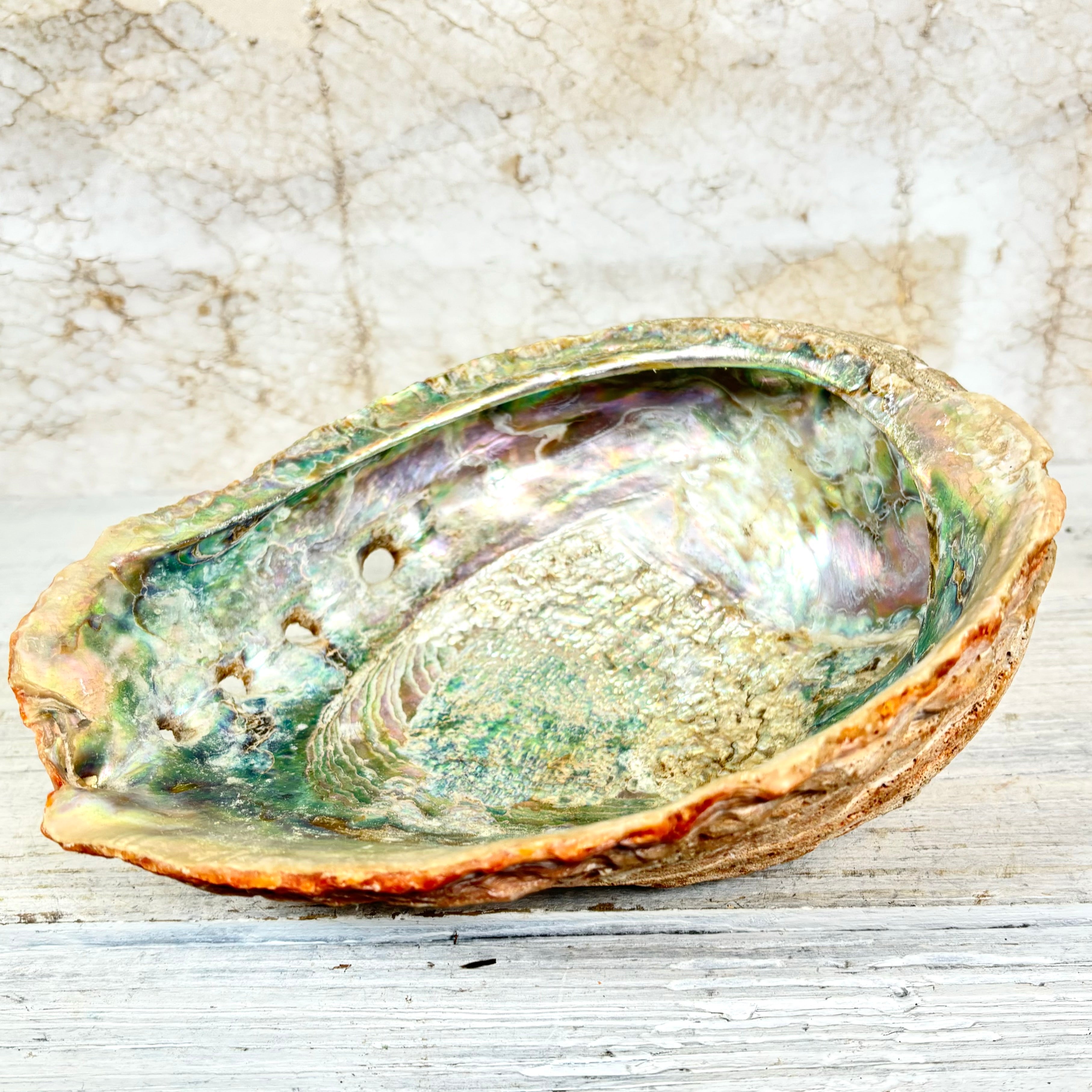 Large Red Natural Iridescent Abalone Sea Shell