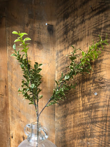 Privet Leaf Spray Variegated Green