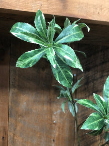 Japonica Variegated Leaf Spray