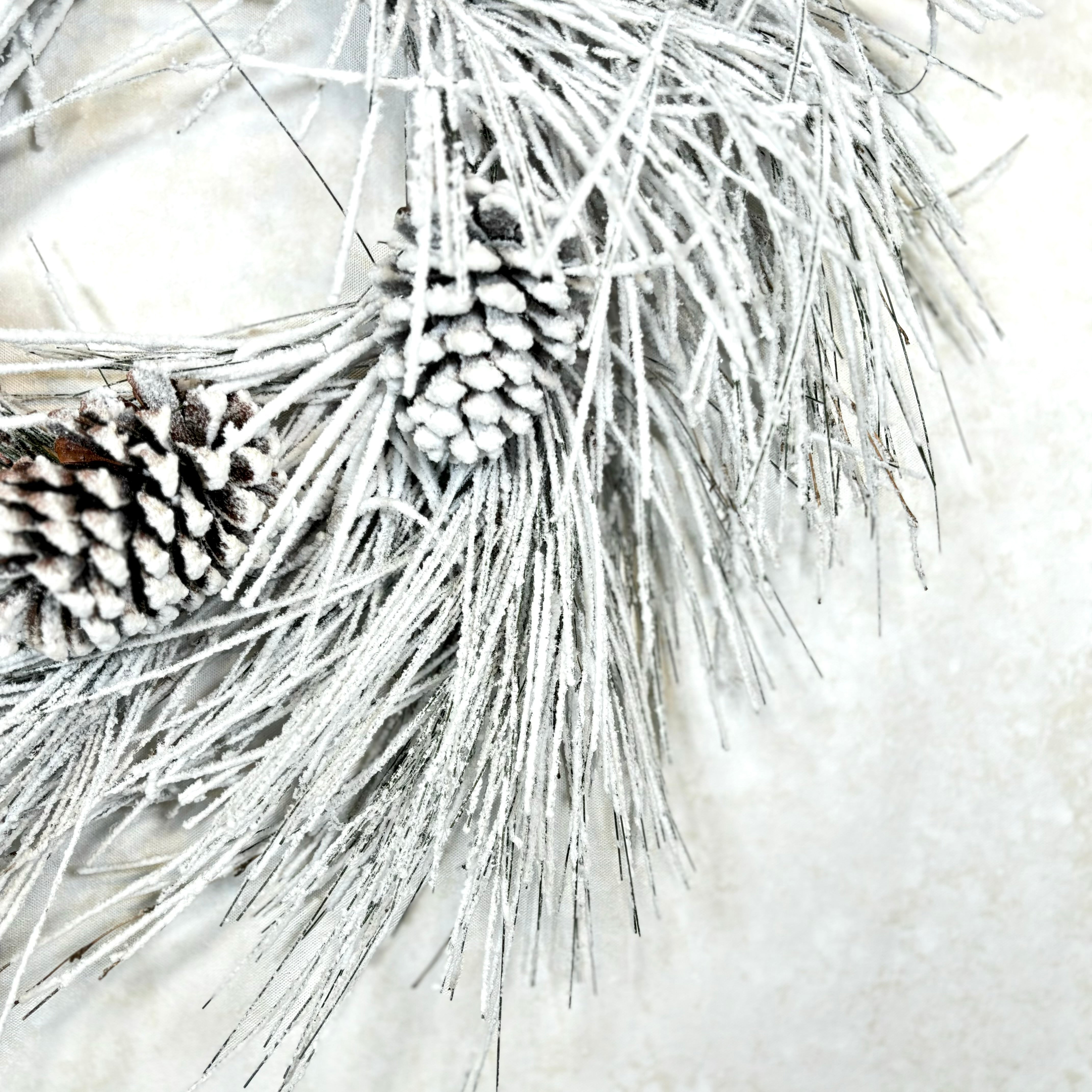 Snow Long Needle Pine with Cones and Heavy Snow Wreath