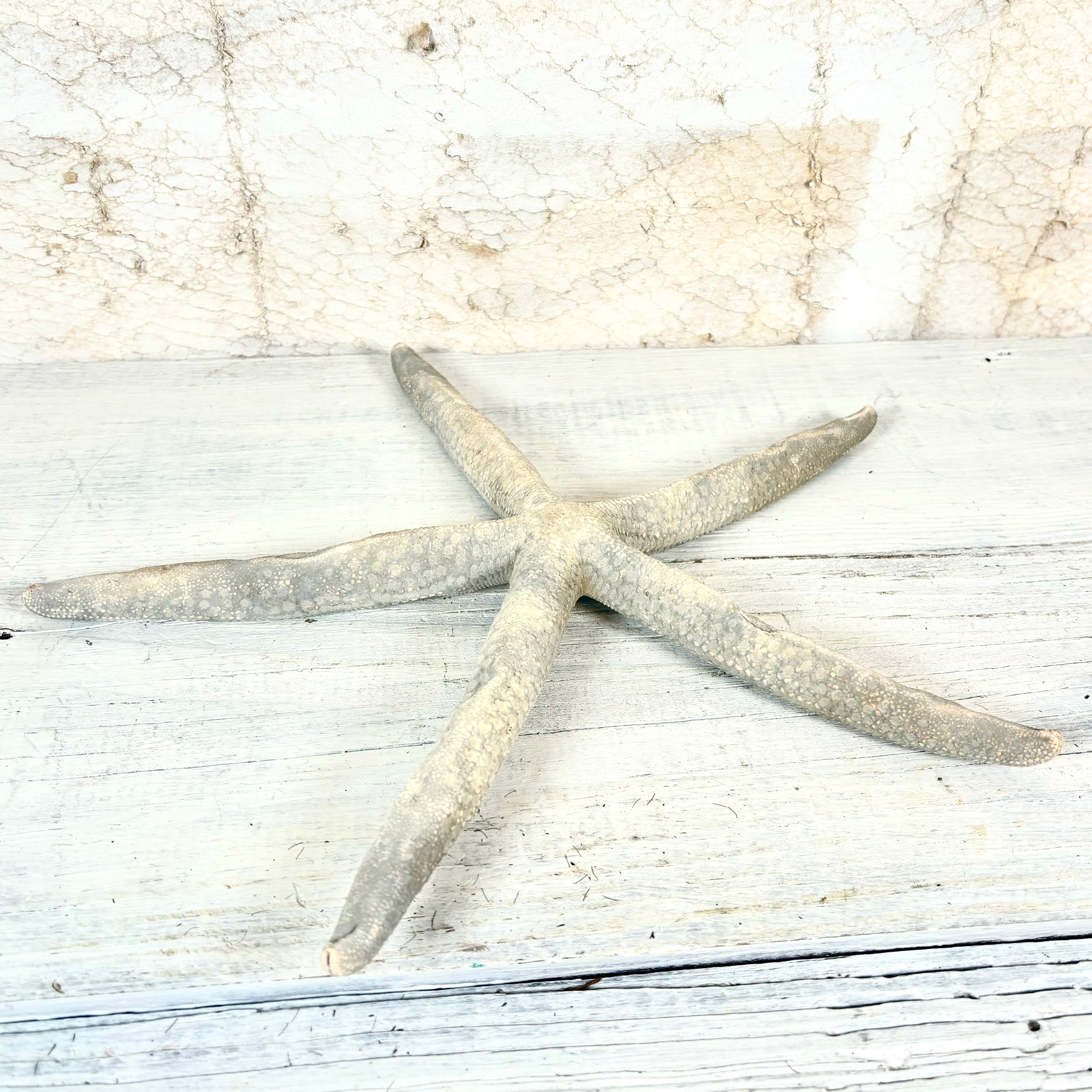 Giant Starfish Finger Natural Blue