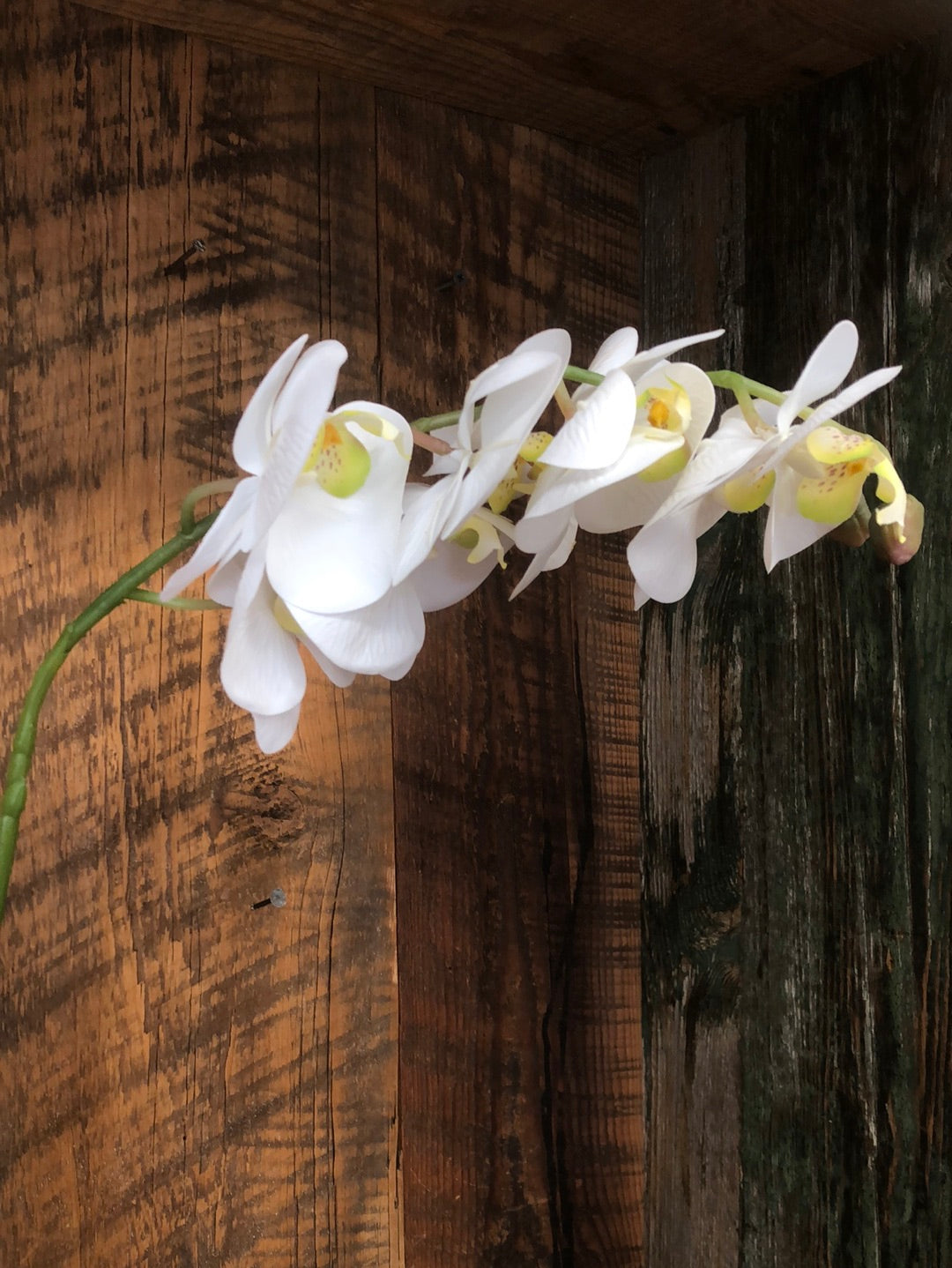 Phalaenopsis Natural Touch White Orchid Stem