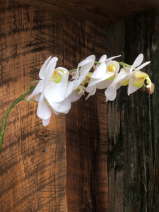 Phalaenopsis Natural Touch White Orchid