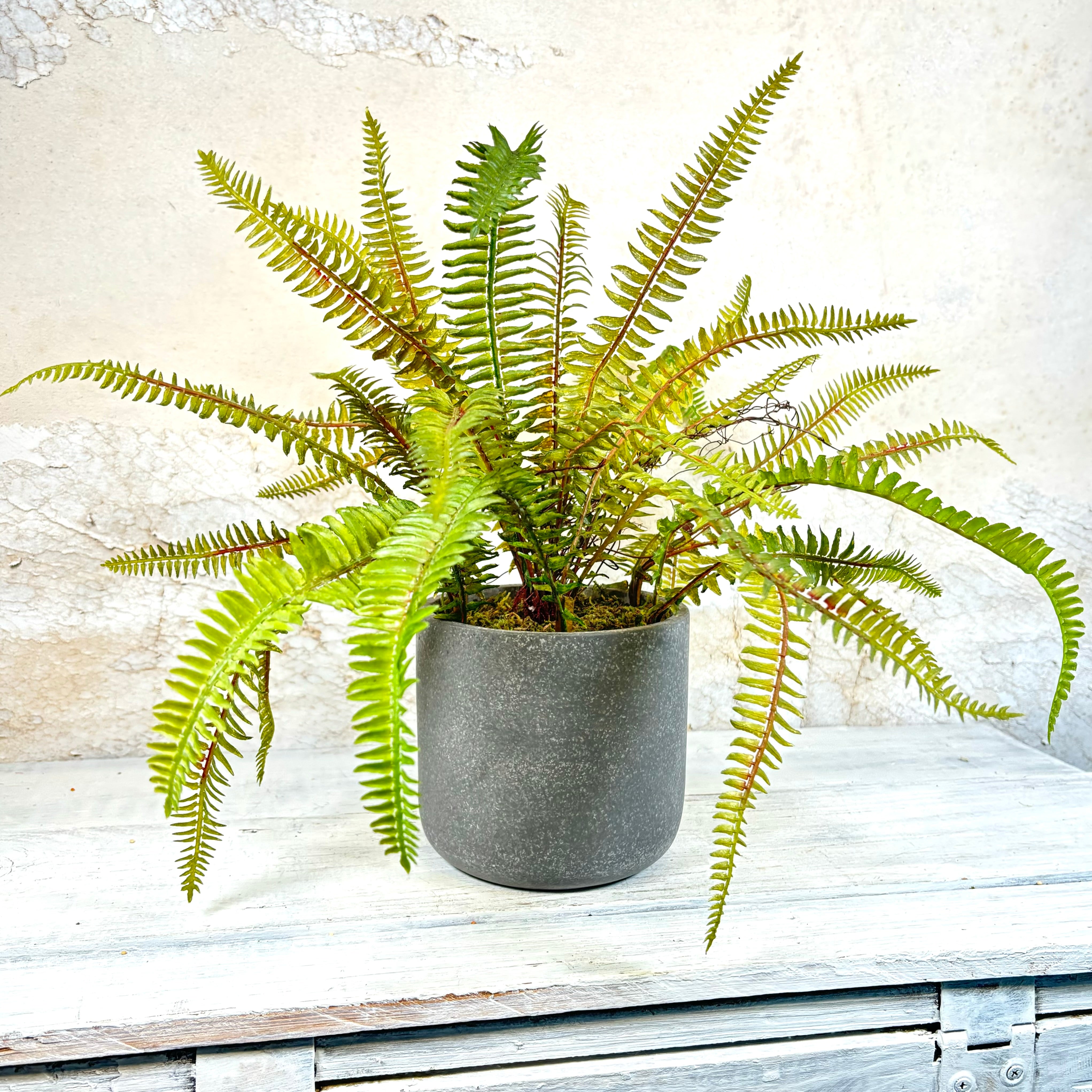 Sword Fern in Gray Cement Pot