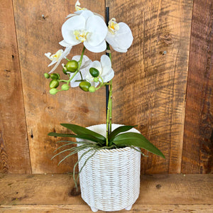 23.75" Real Touch White Phalaenopsis Orchid with Moss Ball