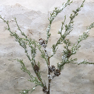 Snowy Cedar and Cone Pick