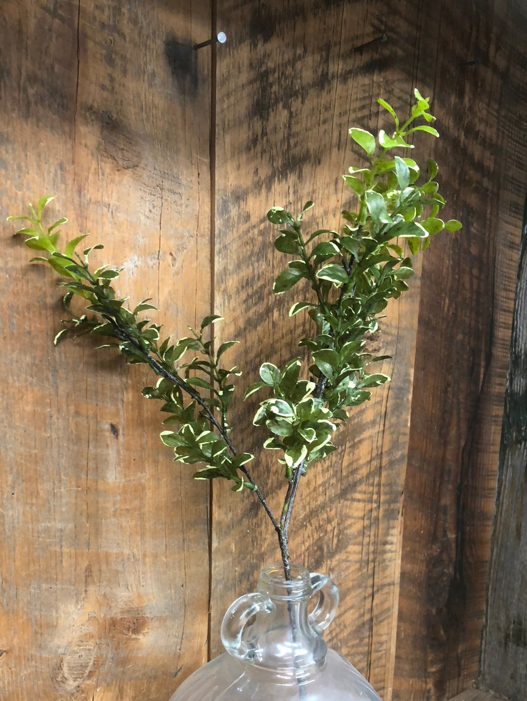 Privet Leaf Spray Variegated Green