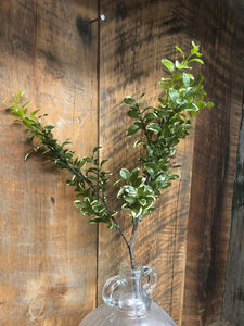 Privet Leaf Spray Variegated Green