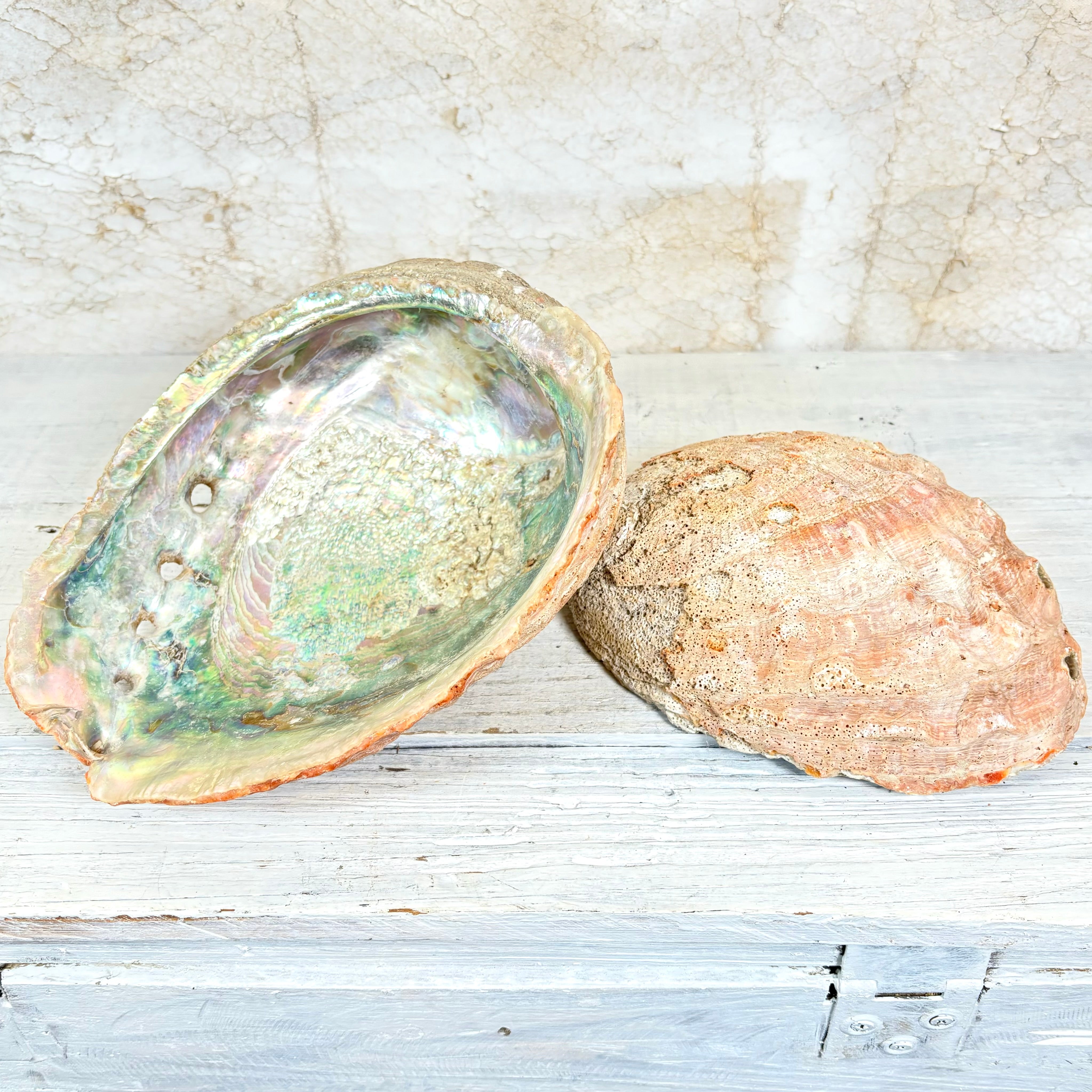 Large Red Natural Iridescent Abalone Sea Shell