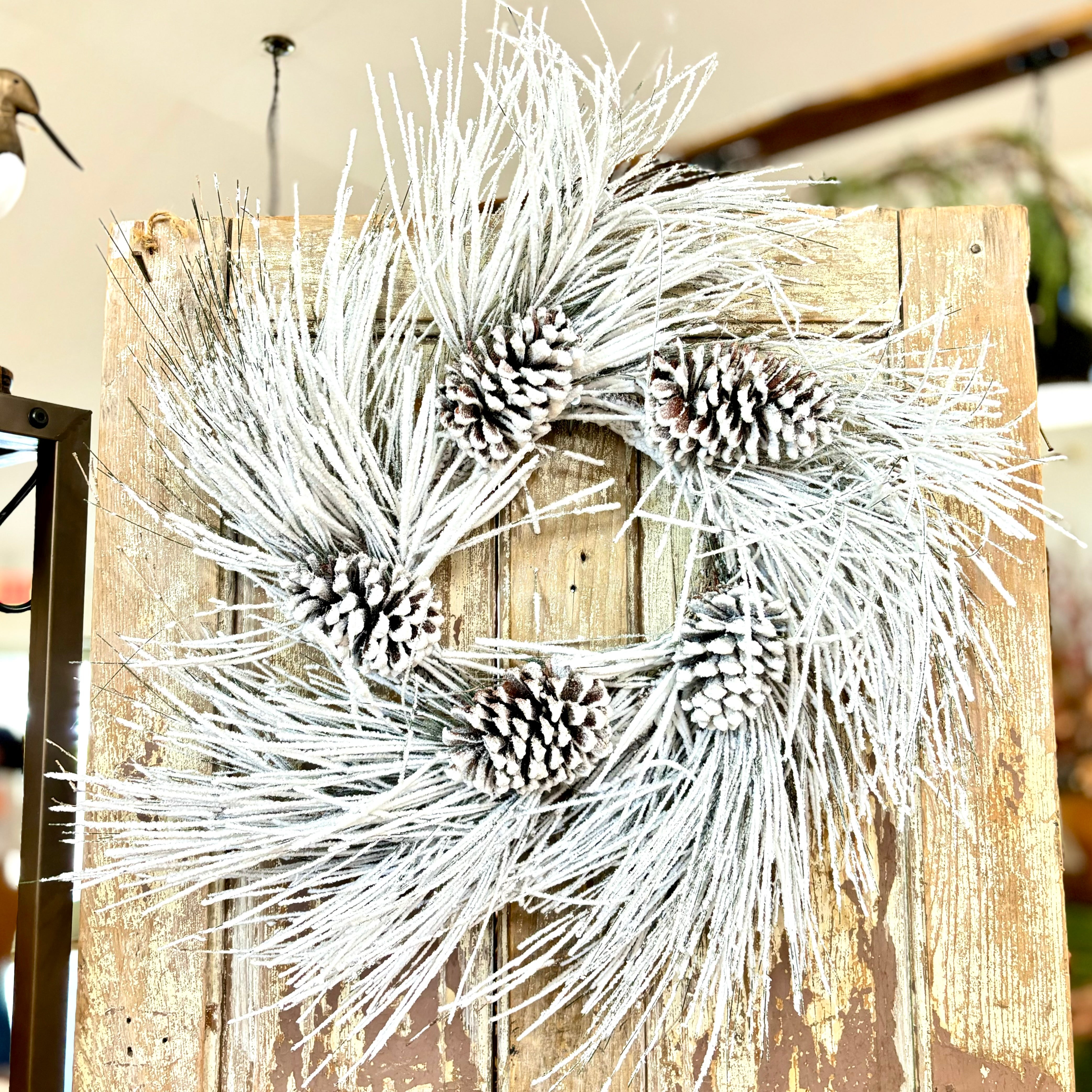 Snow Long Needle Pine with Cones and Heavy Snow Wreath