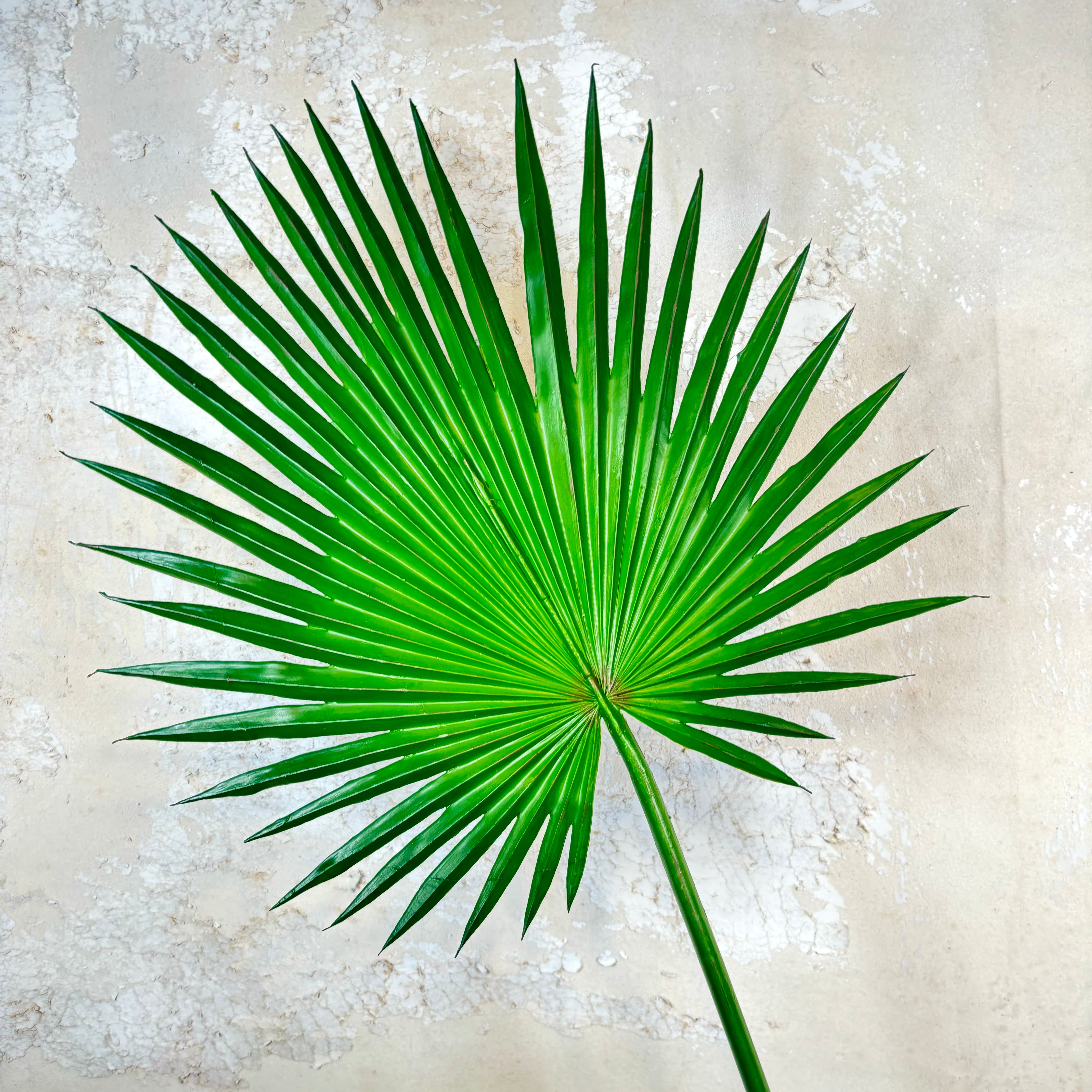 Fan Palm Spray 44"L