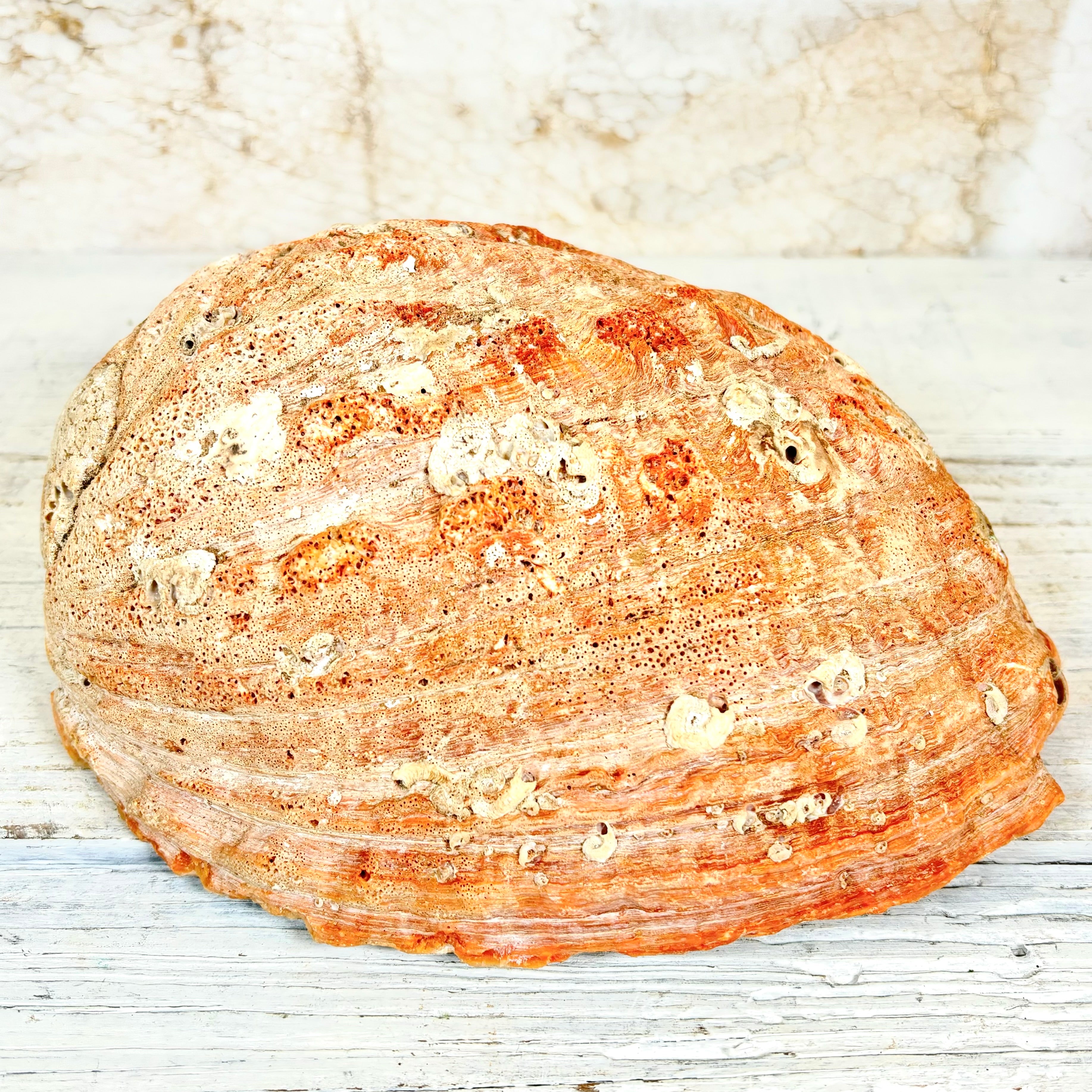 Large Red Natural Iridescent Abalone Sea Shell