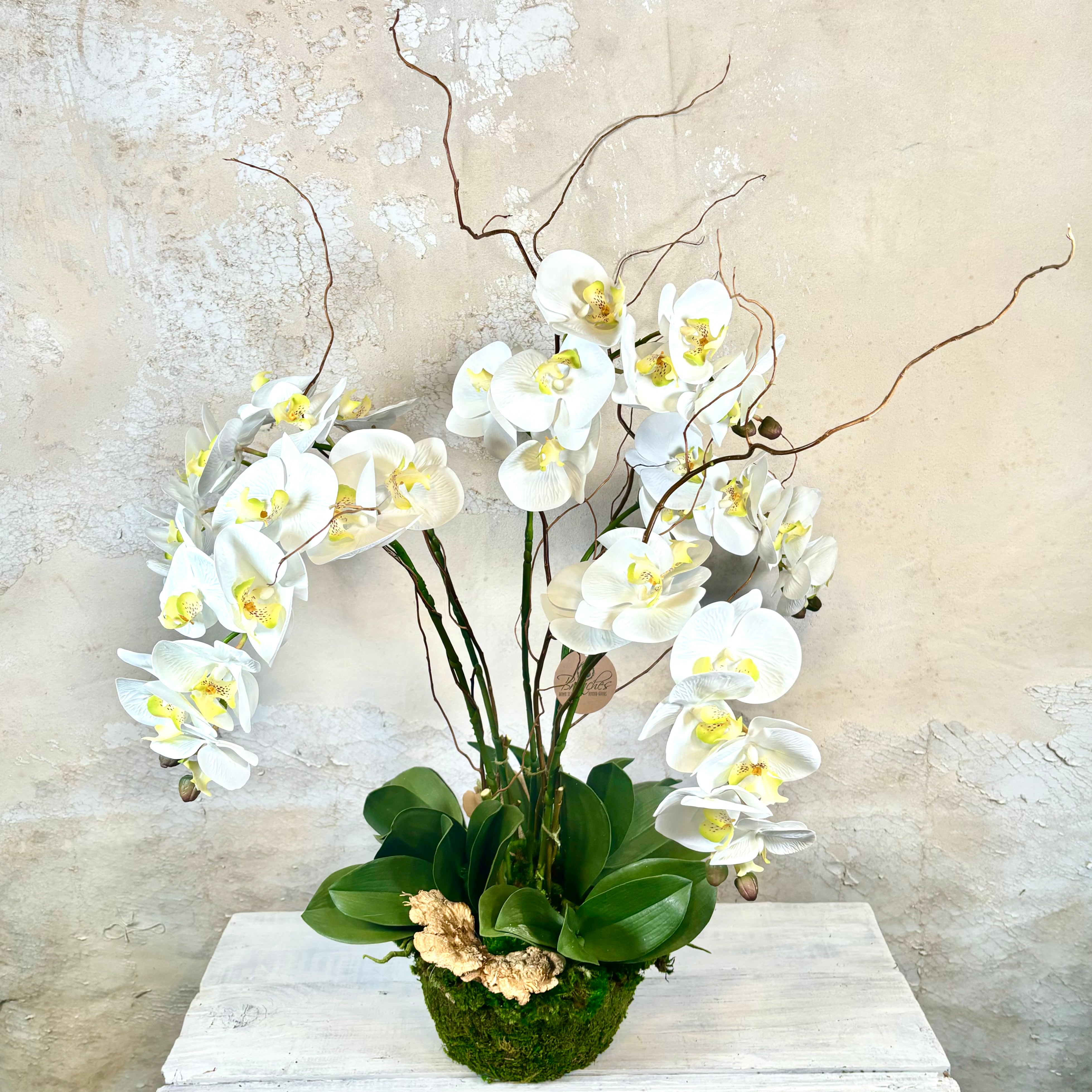 Five White Phalaenopsis Orchid Drop In