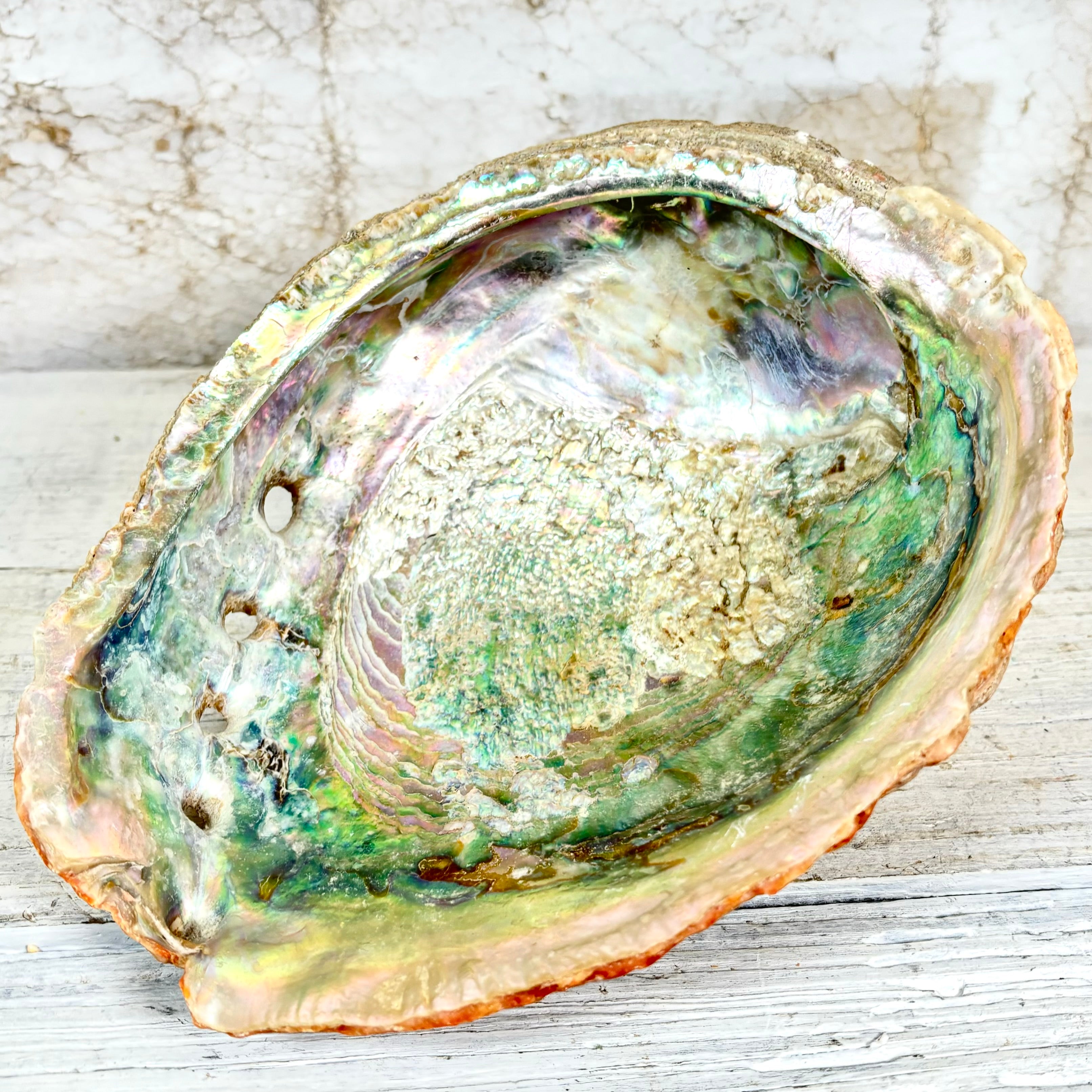 Large Red Natural Iridescent Abalone Sea Shell