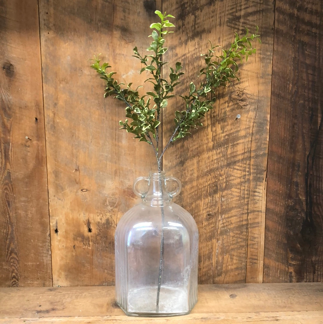 Privet Leaf Spray Variegated Green