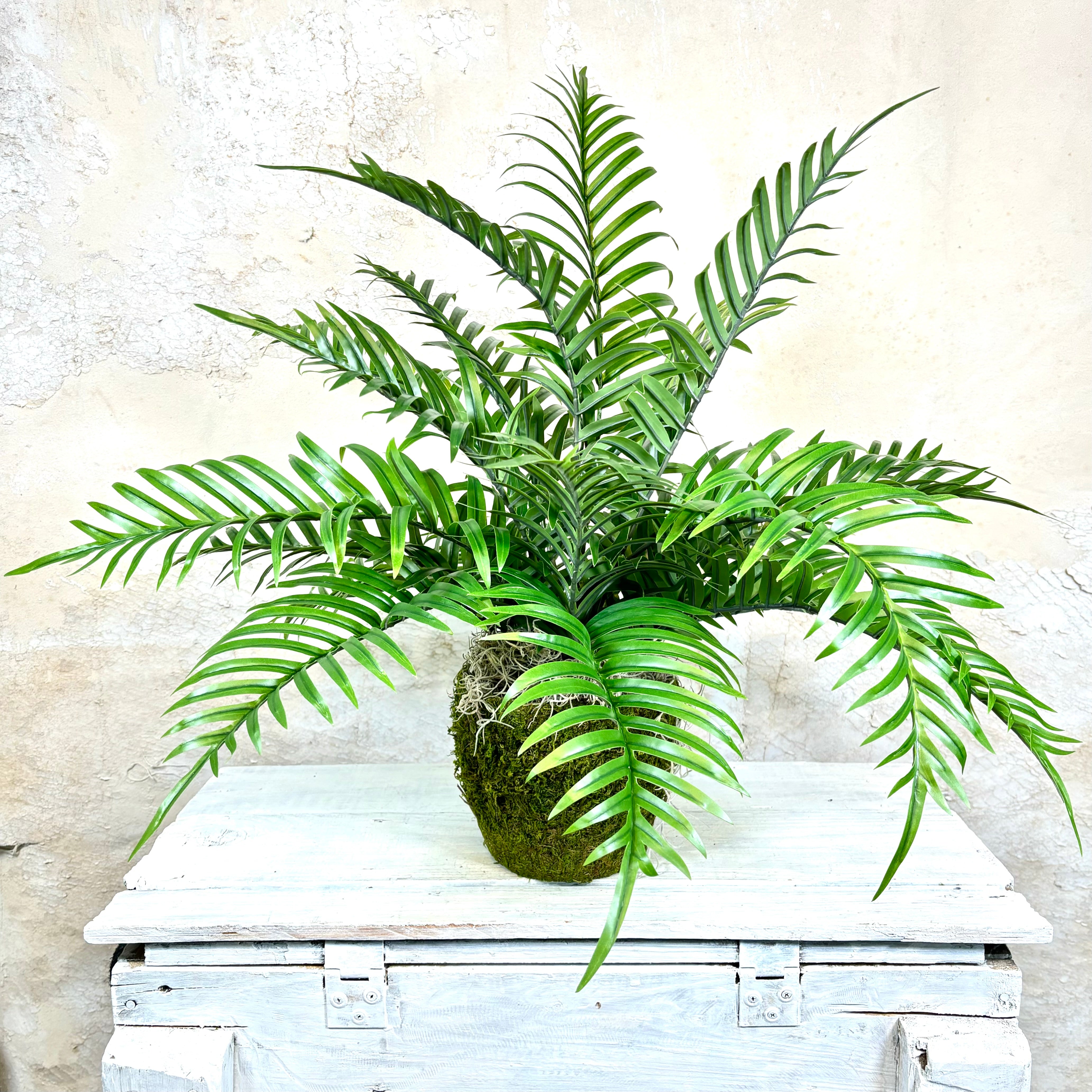 Areca Bush in Moss Pot Drop In