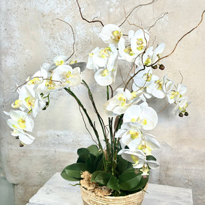Five White Phalaenopsis Orchid Drop In