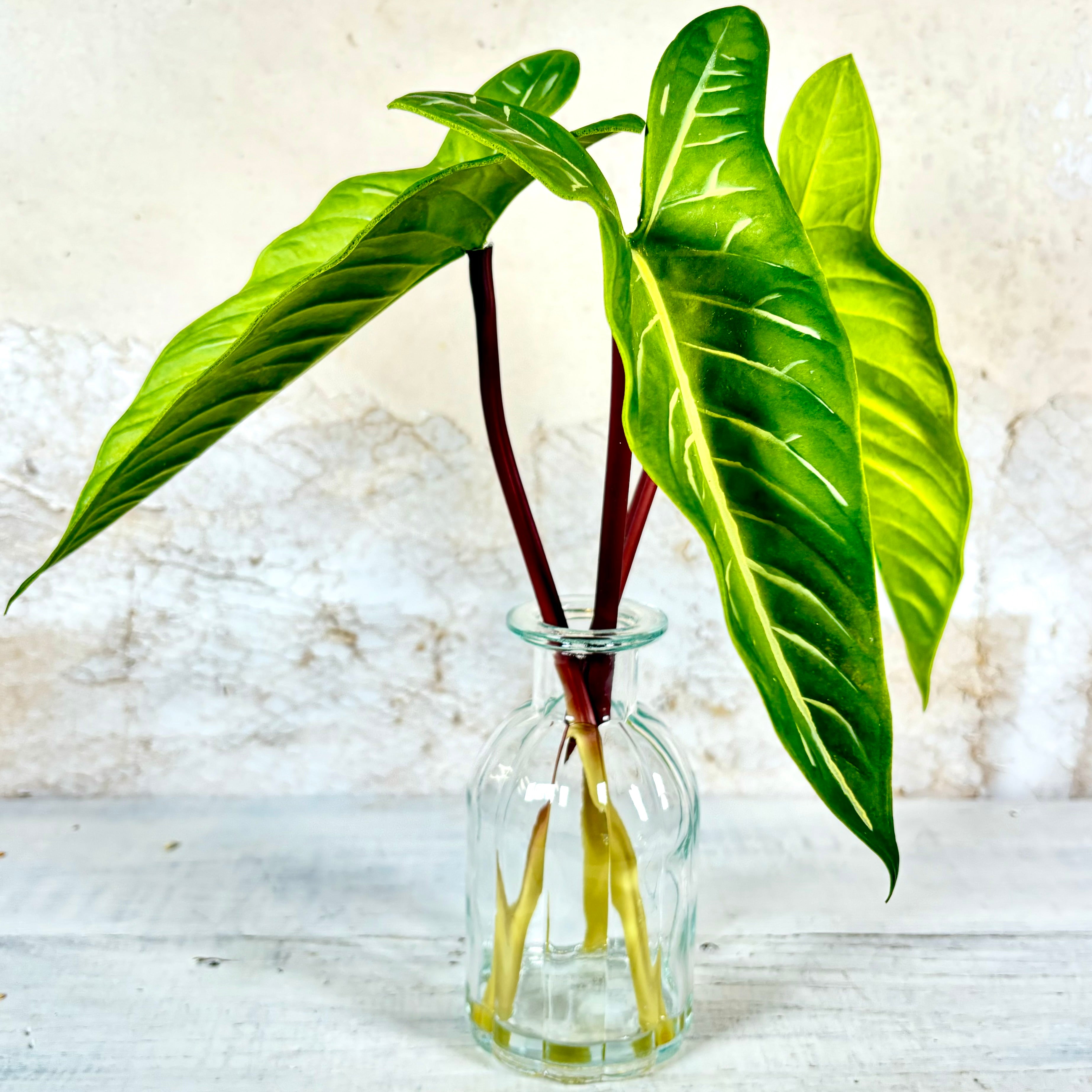 Calla Lily Leaf in Glass Vase