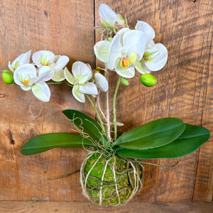 15" Real Touch White Phalaenopsis Orchid with Moss Ball