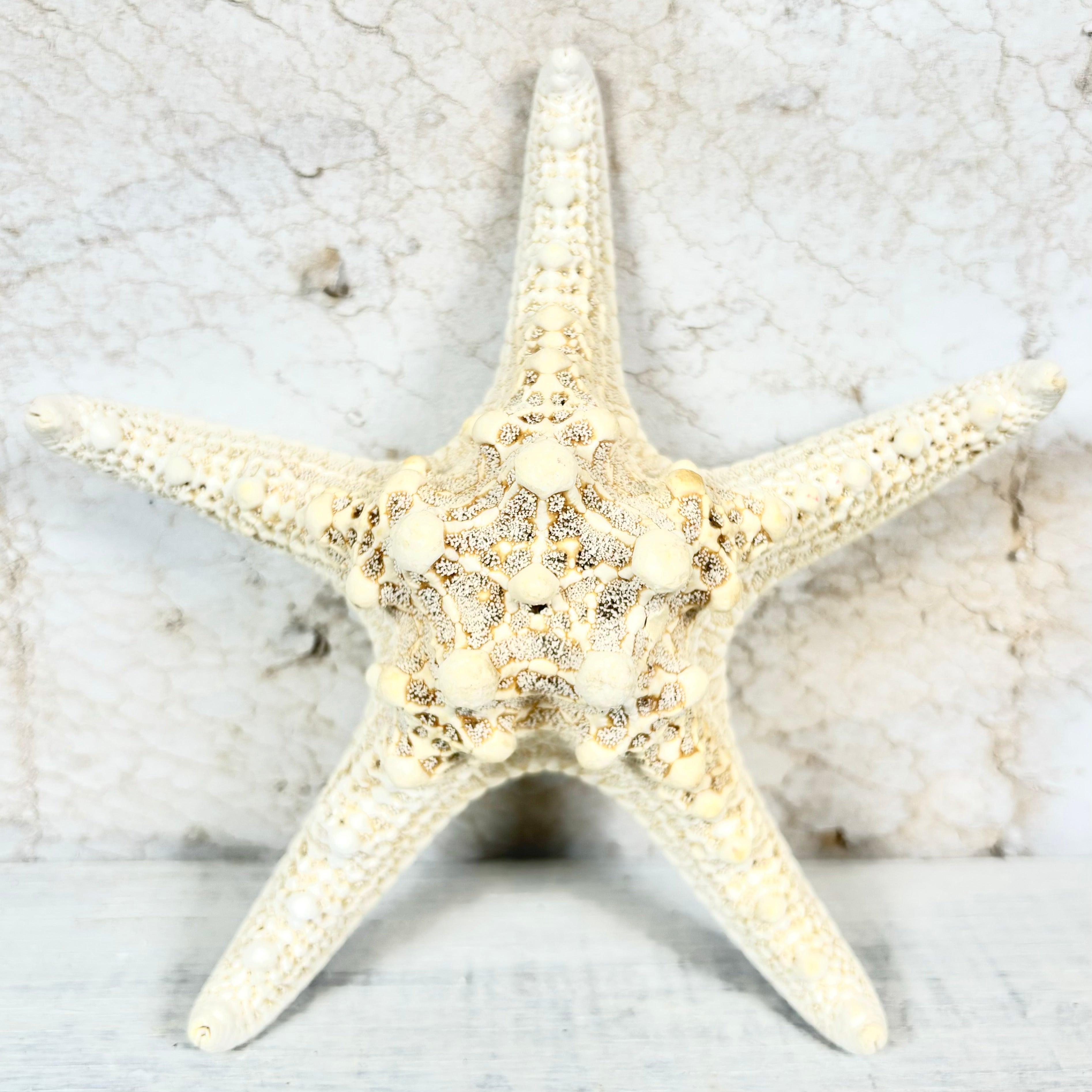 Starfish Mud Bleached