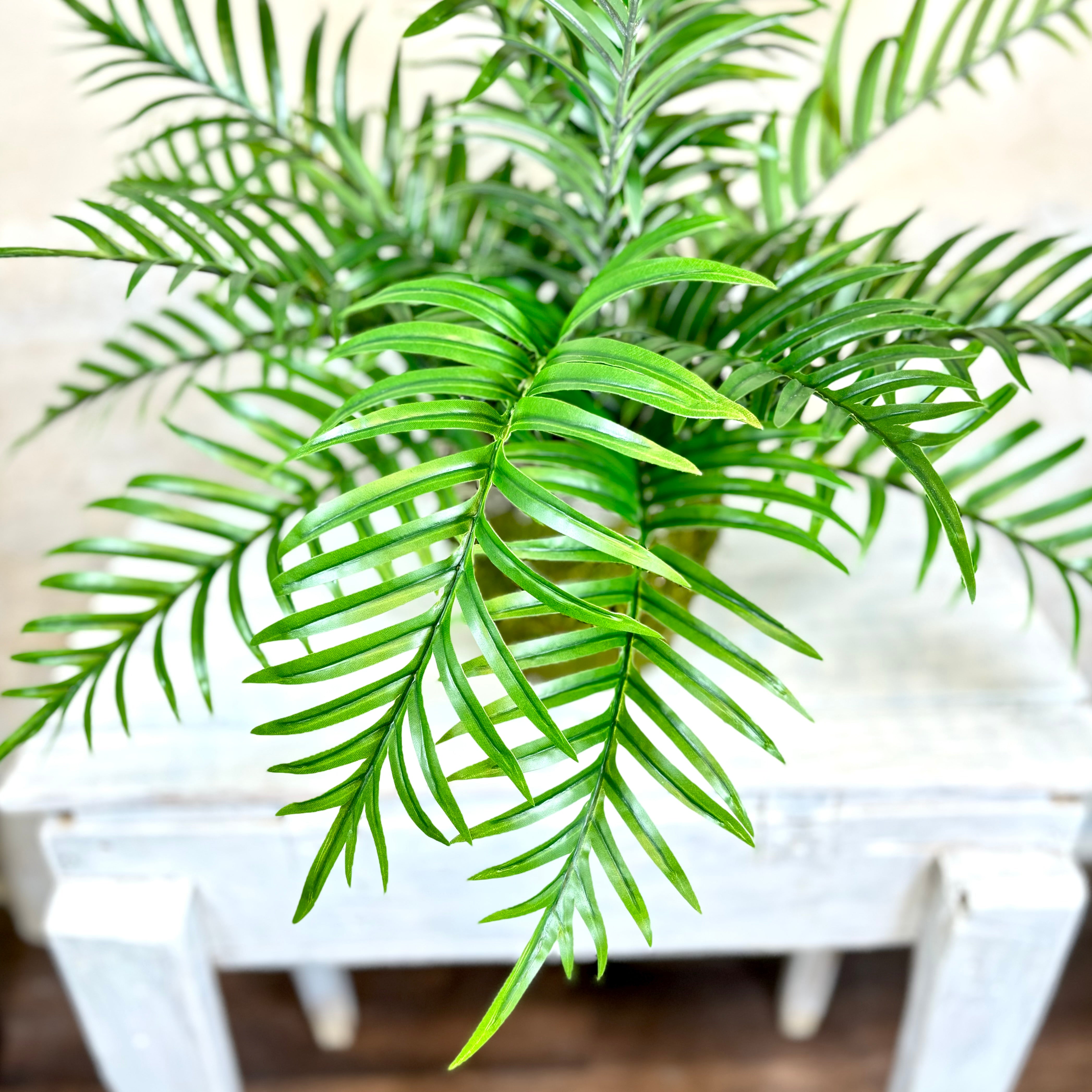 Areca Bush in Moss Pot Drop In