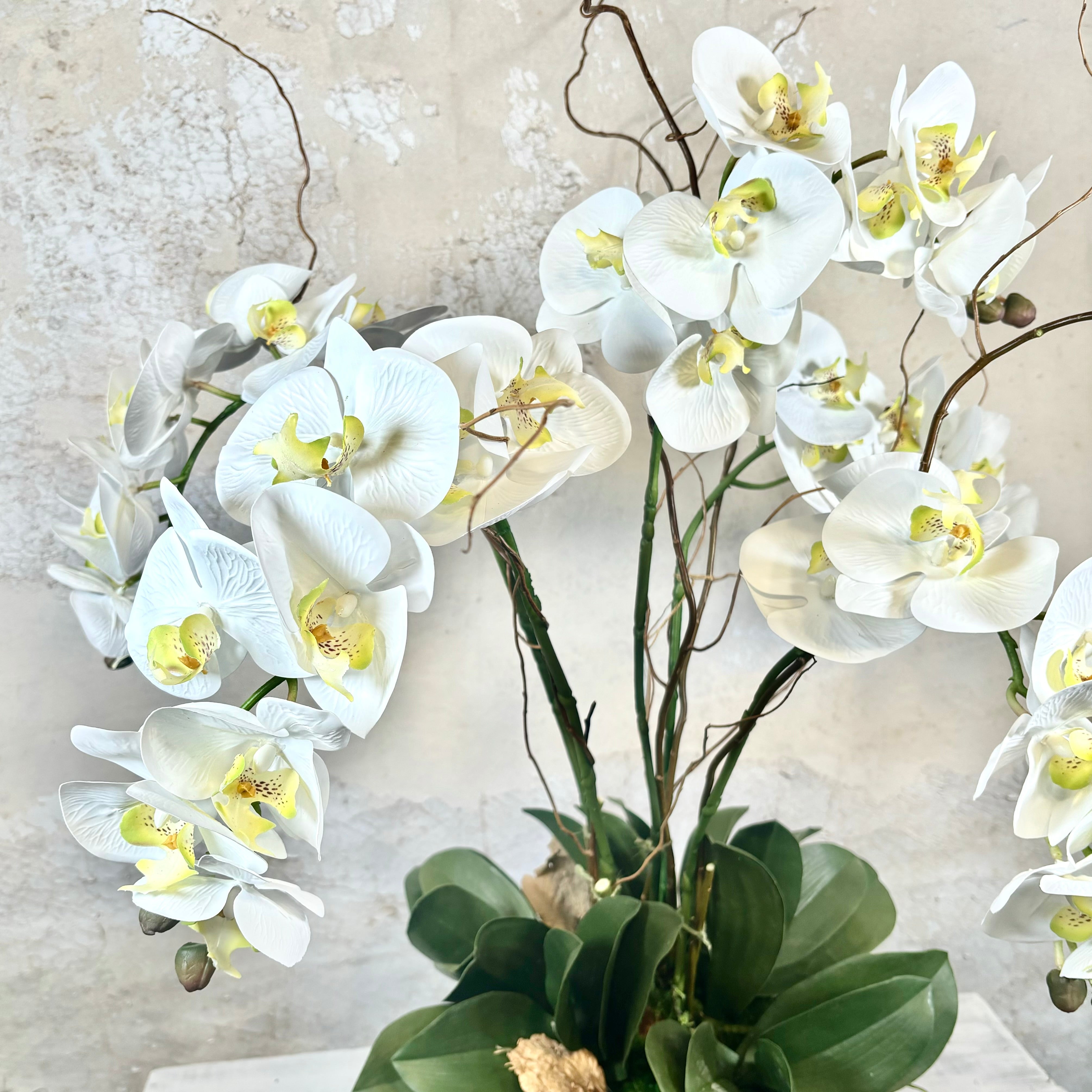 Five White Phalaenopsis Orchid Drop In