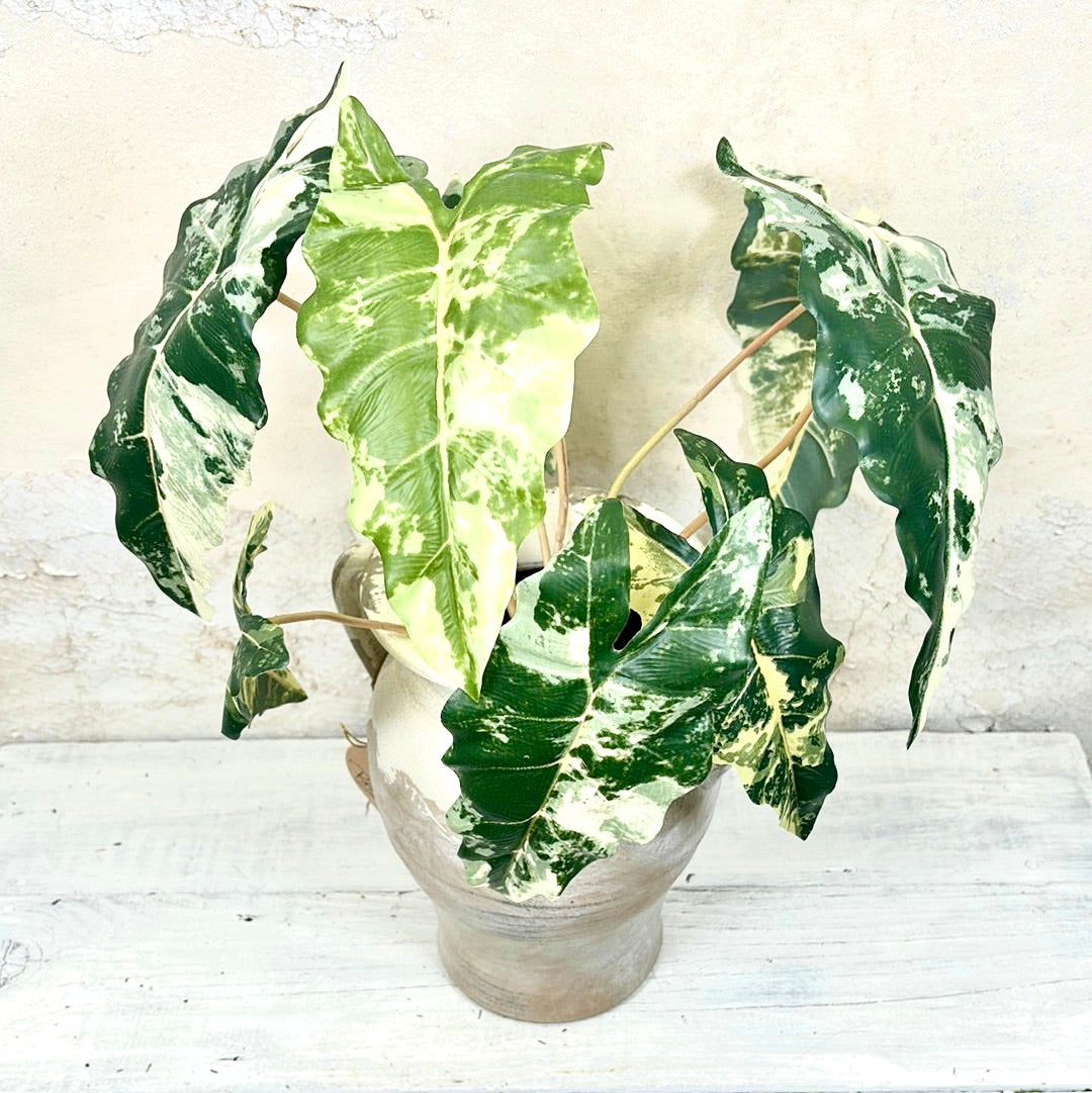 Colocasia Variegated Bush Stem