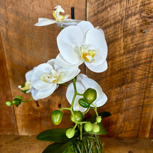 23.75" Real Touch White Phalaenopsis Orchid with Moss Ball