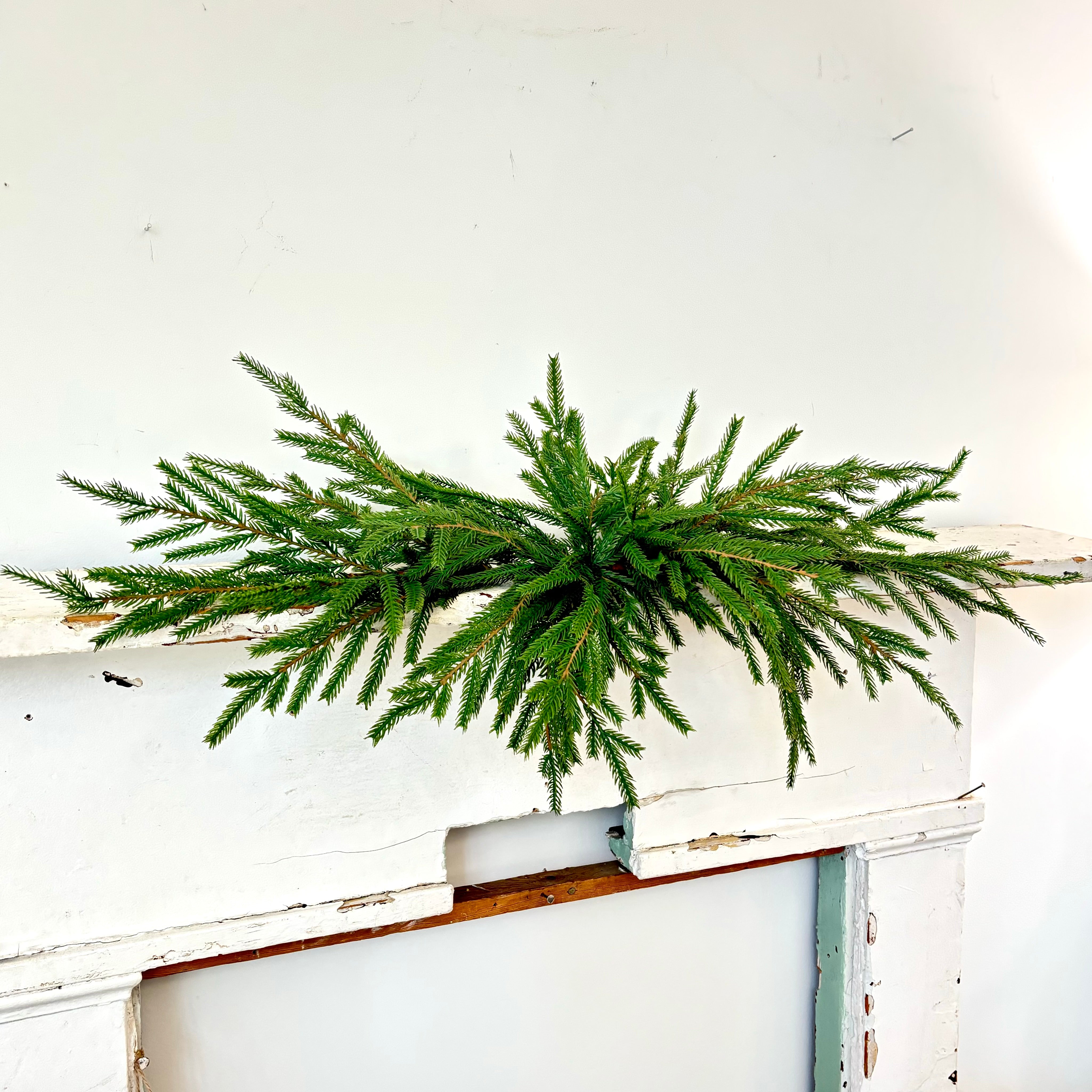 32"L Norfolk Pine Swag