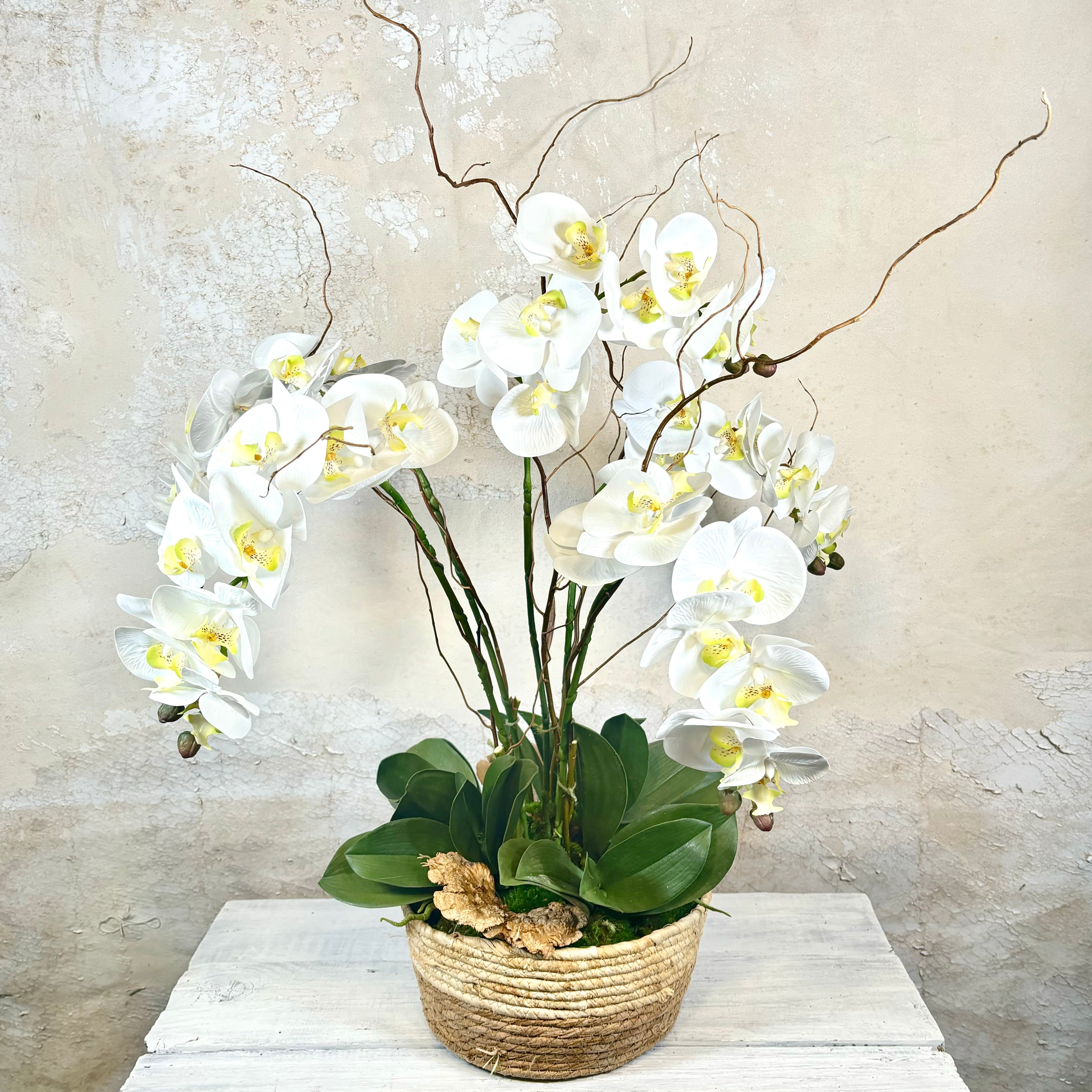 Five White Phalaenopsis Orchid Drop In