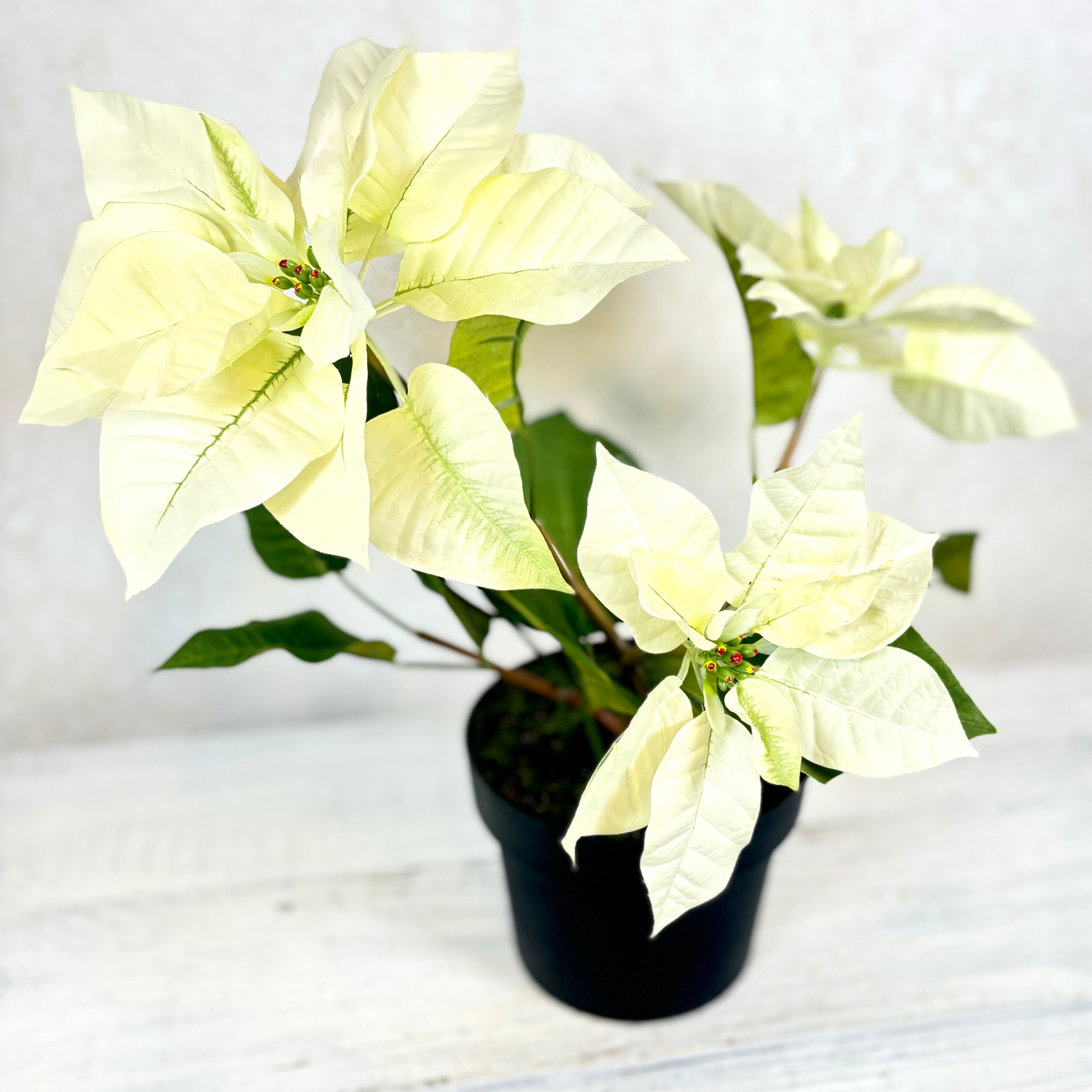 Potted Classic White Poinsettia