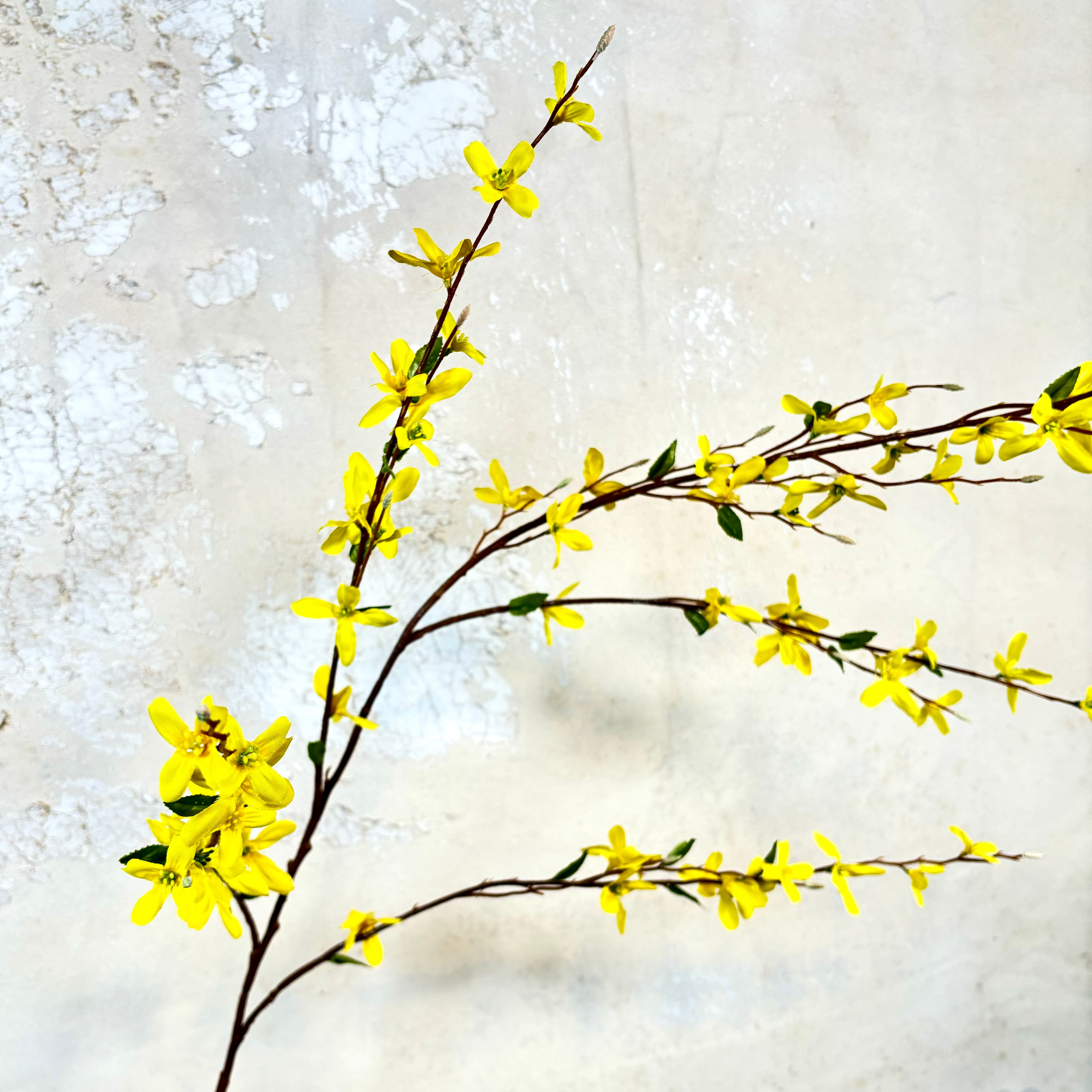 Forsythia Branch Yellow