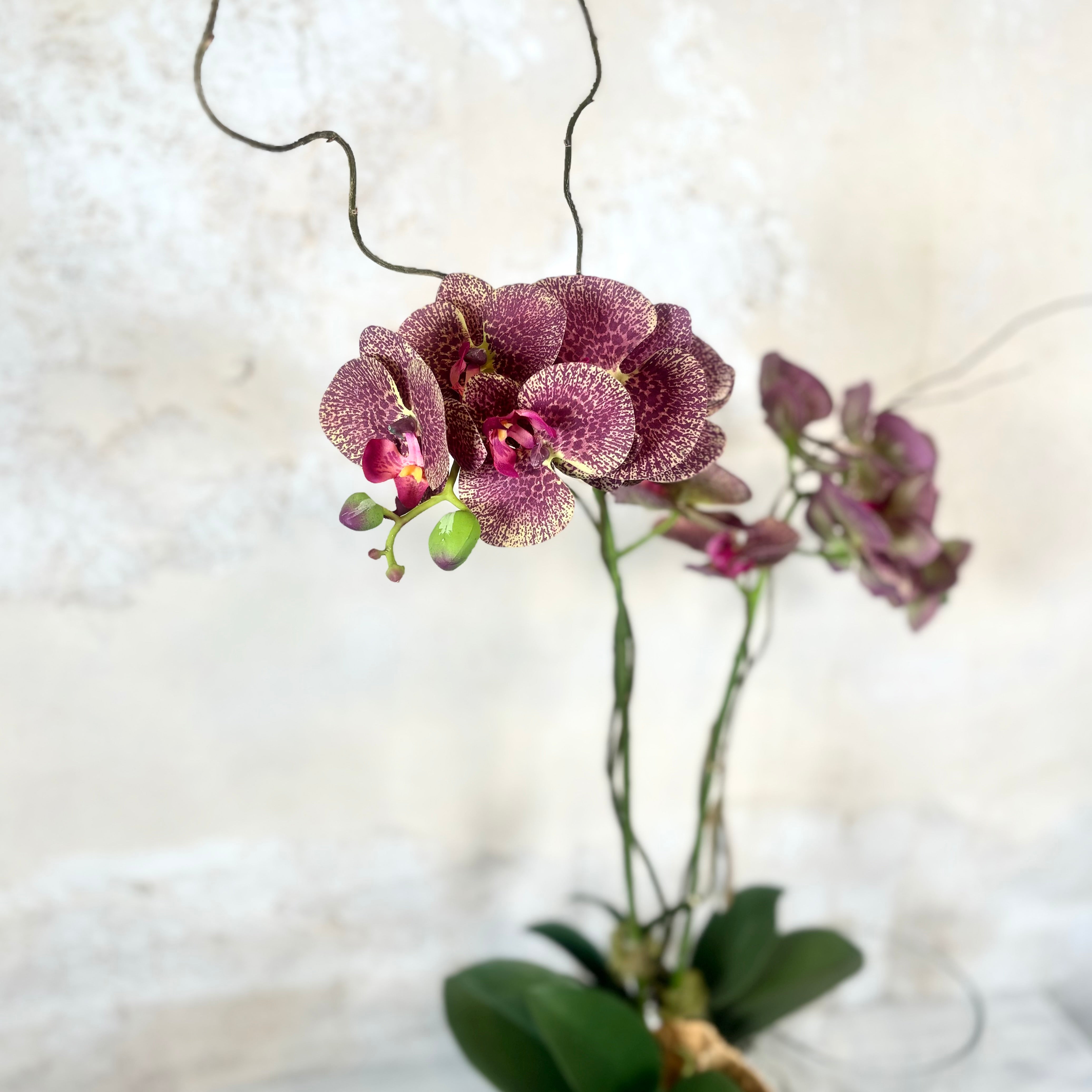 Double Purple Phalaenopsis Orchid Drop In