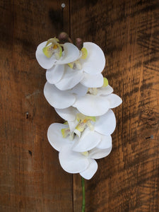 Phalaenopsis Natural Touch White Orchid