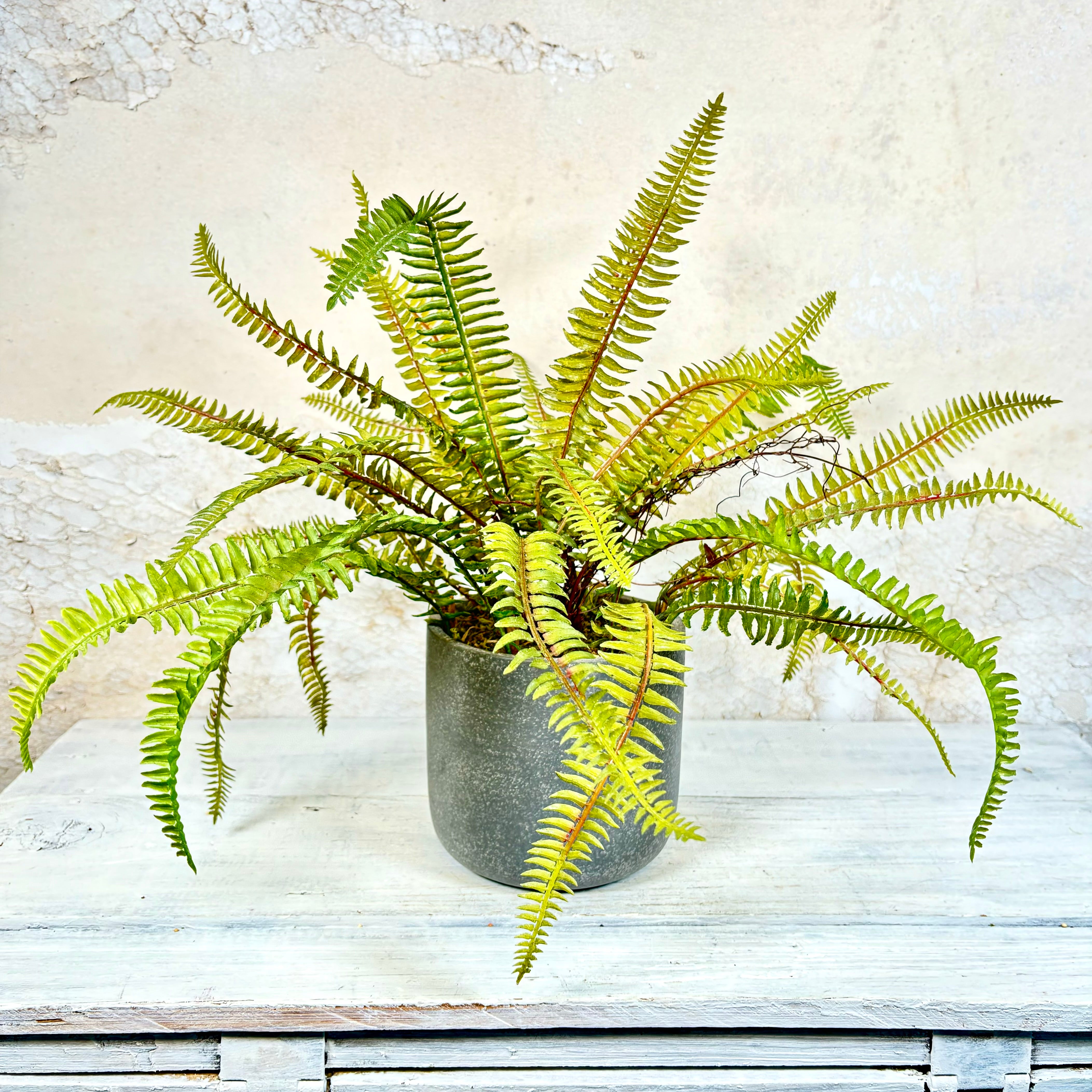 Sword Fern in Gray Cement Pot