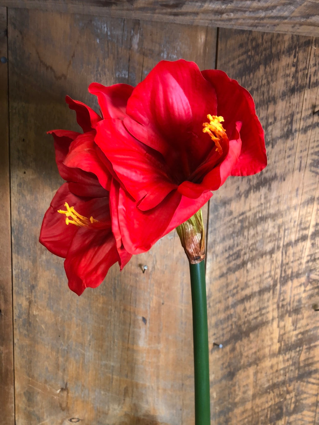Amaryllis Red Two Blooms with Bud