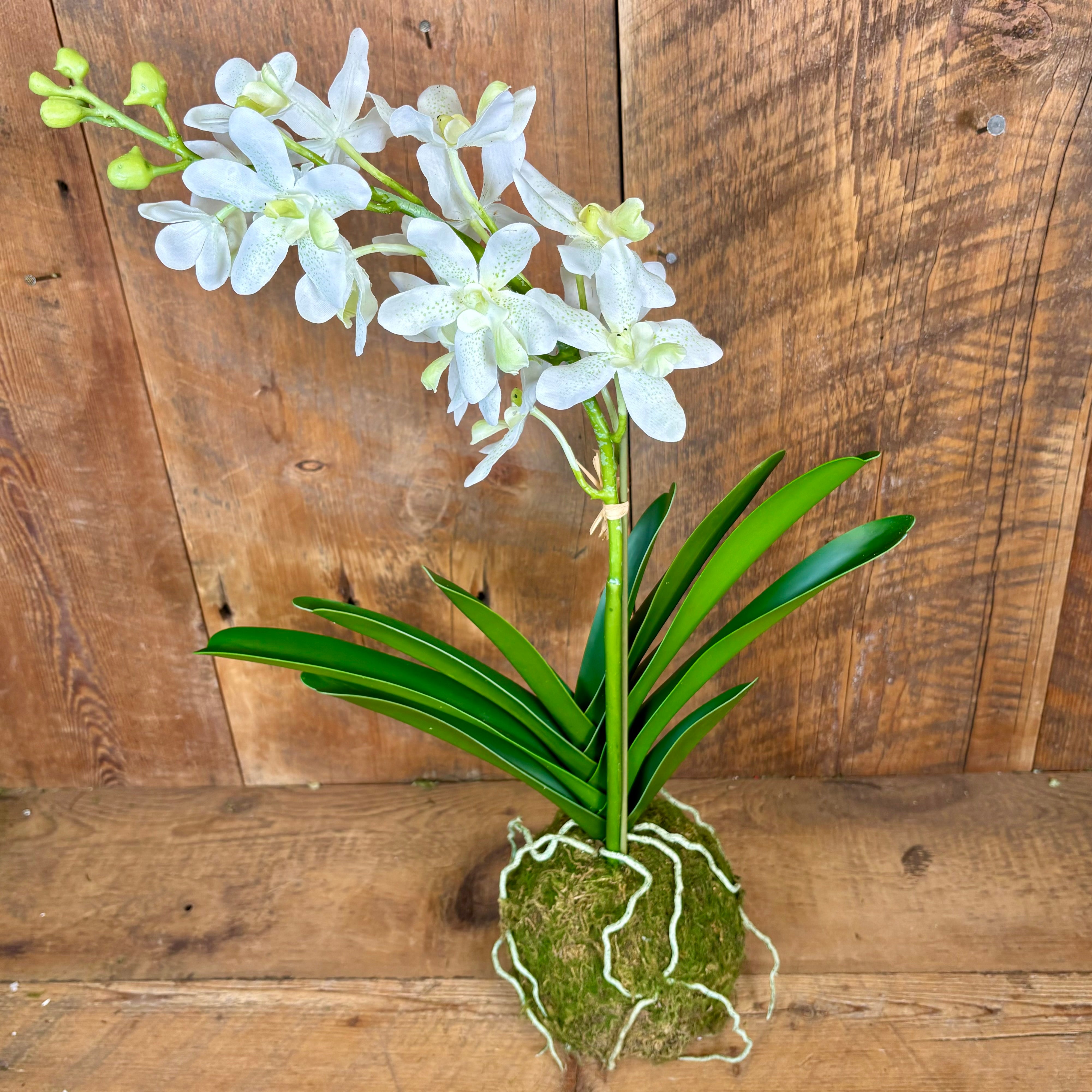 24.5" Real Touch White Vanda Orchid with Moss Ball