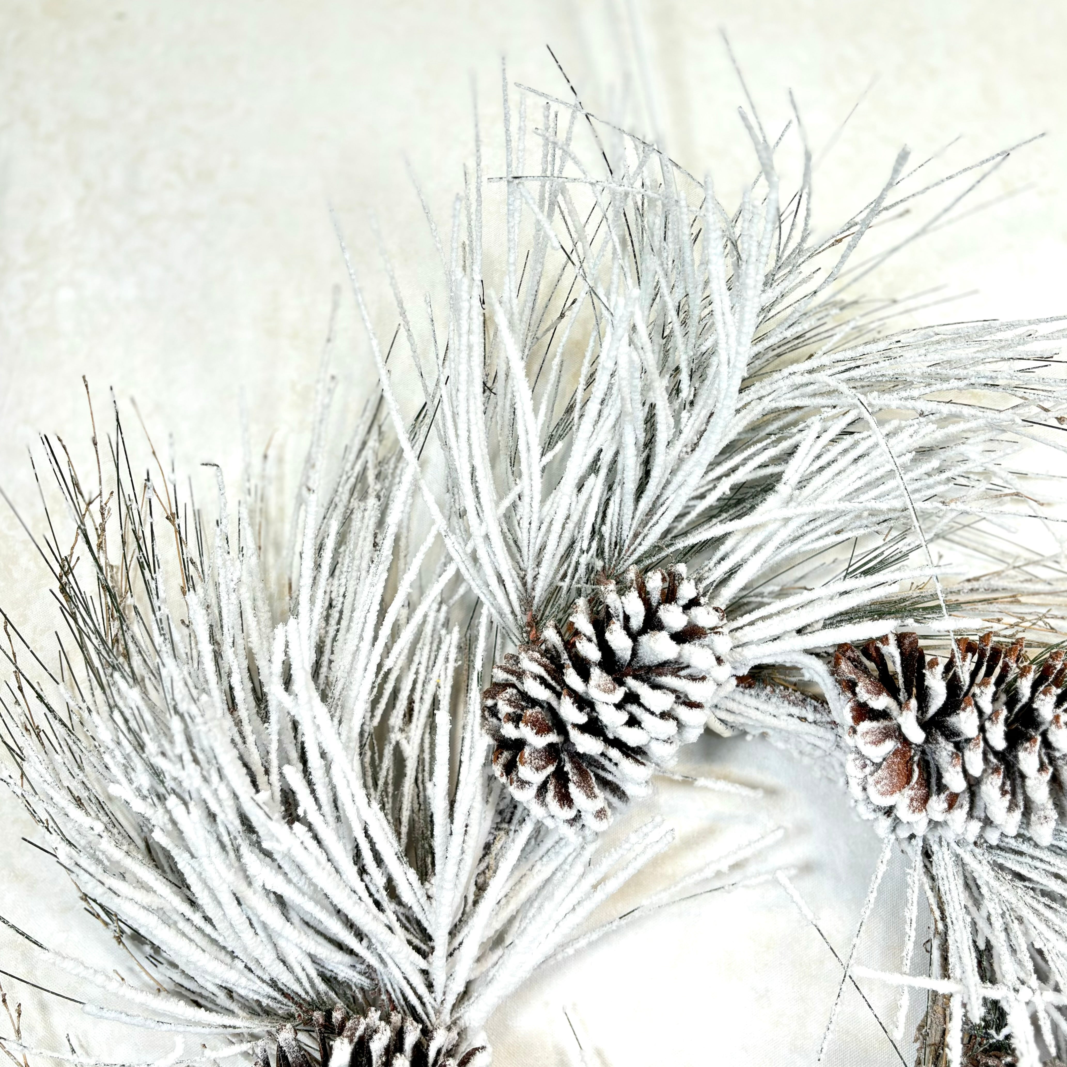 Snow Long Needle Pine with Cones and Heavy Snow Wreath