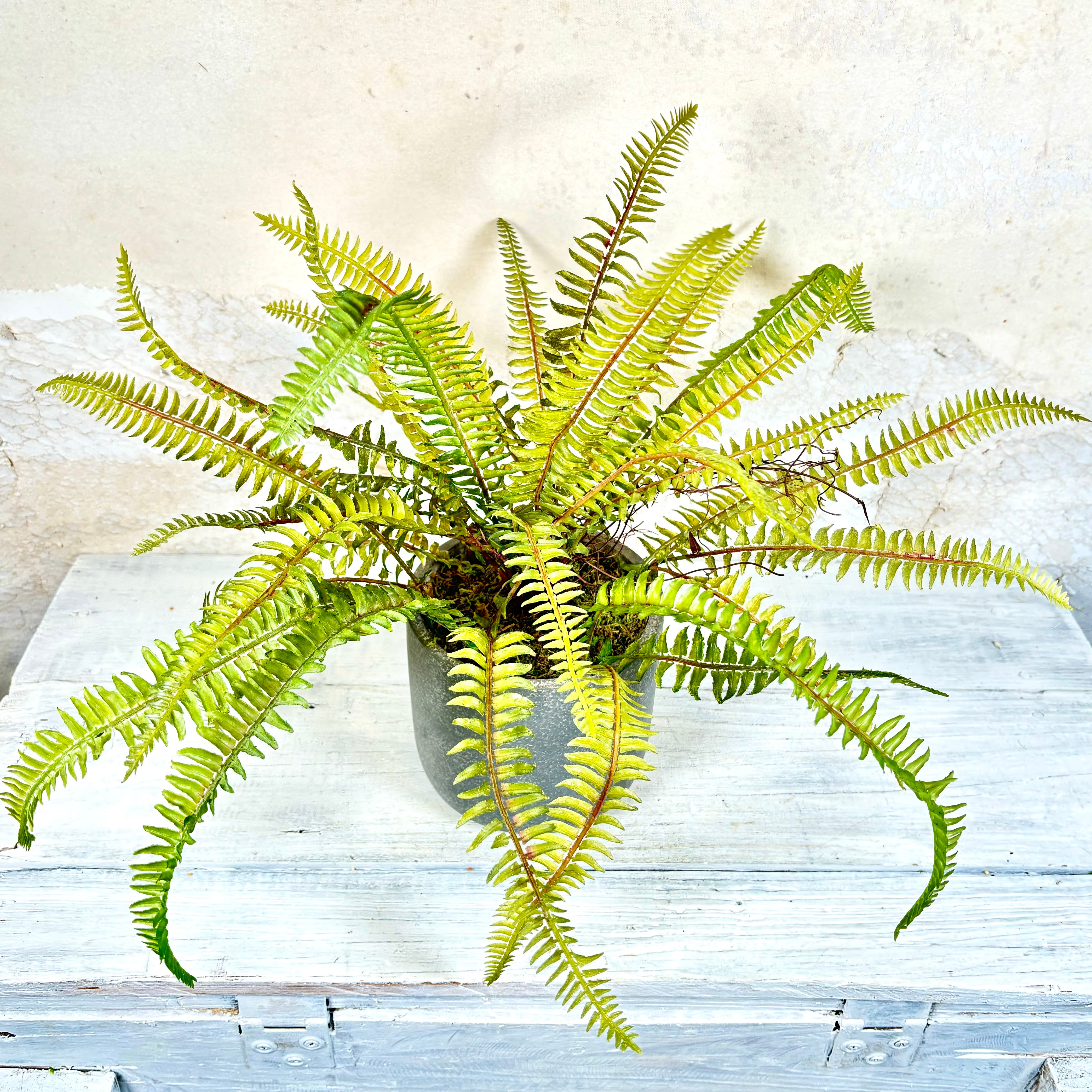 Sword Fern in Gray Cement Pot