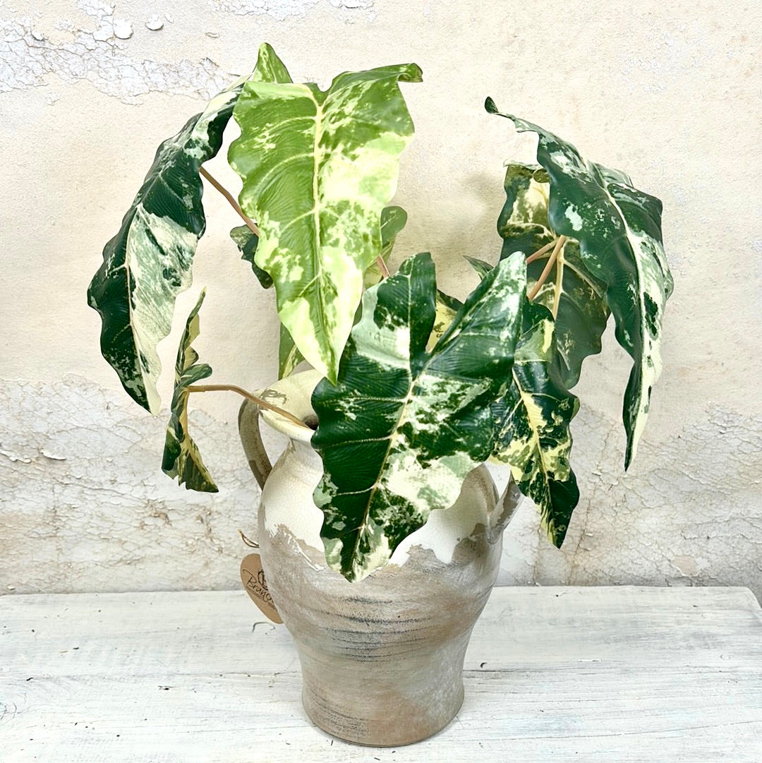 Colocasia Variegated Bush Stem