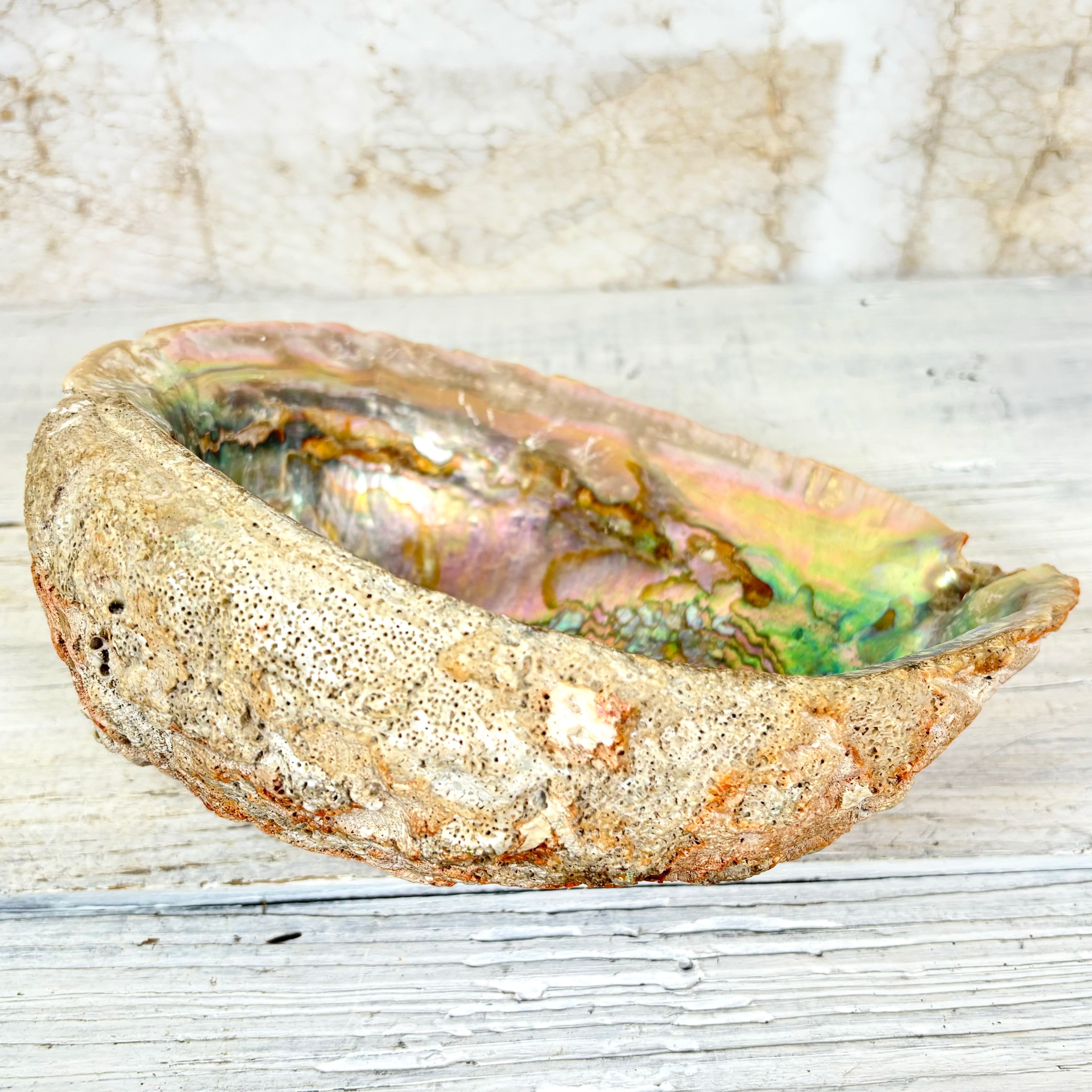 Large Red Natural Iridescent Abalone Sea Shell