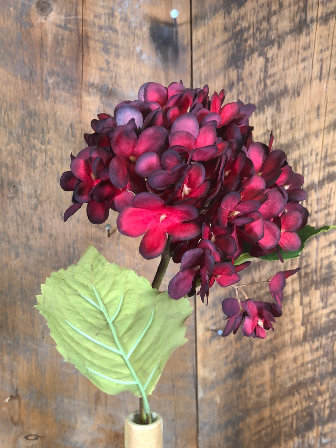 Dried Red Hydrangea