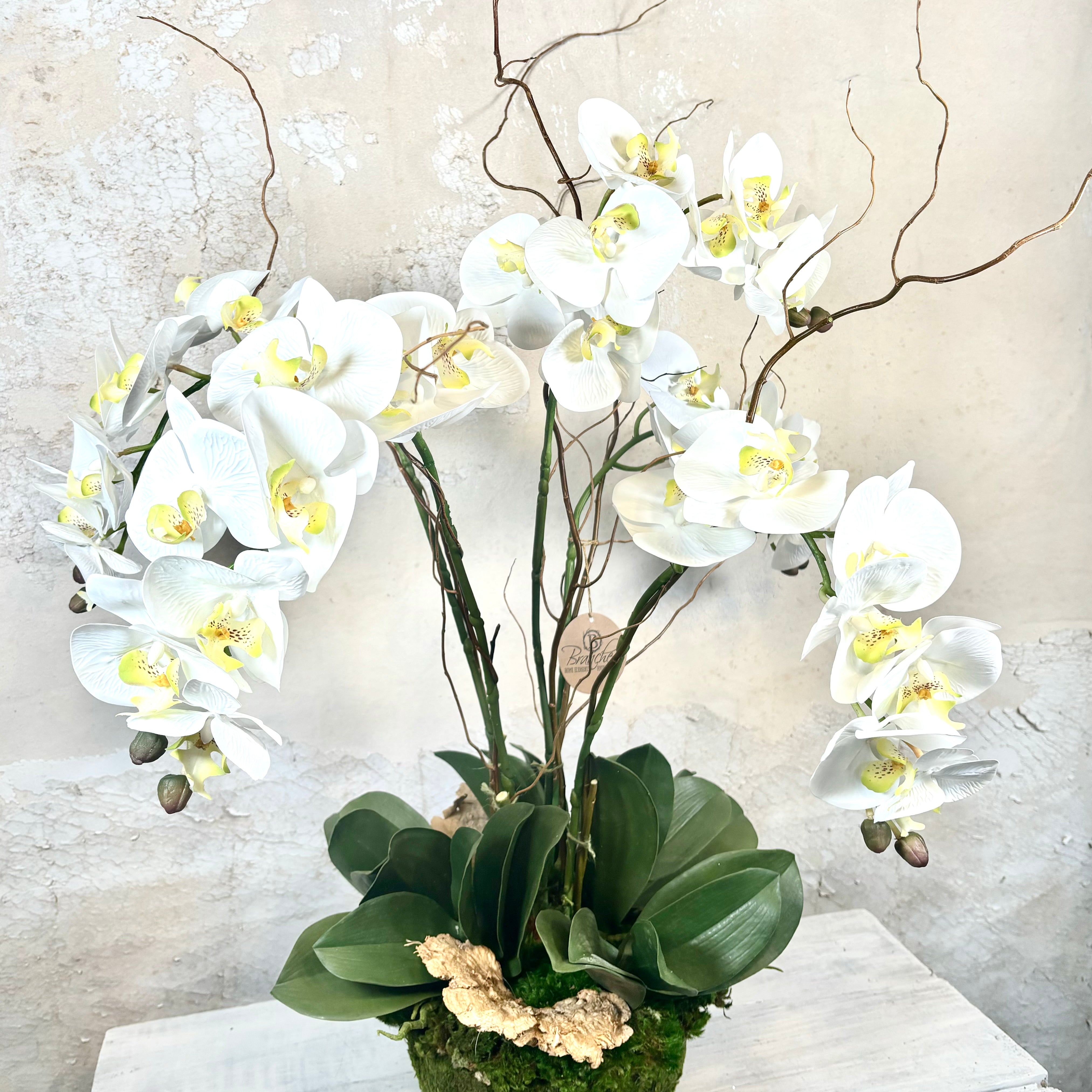 Five White Phalaenopsis Orchid Drop In