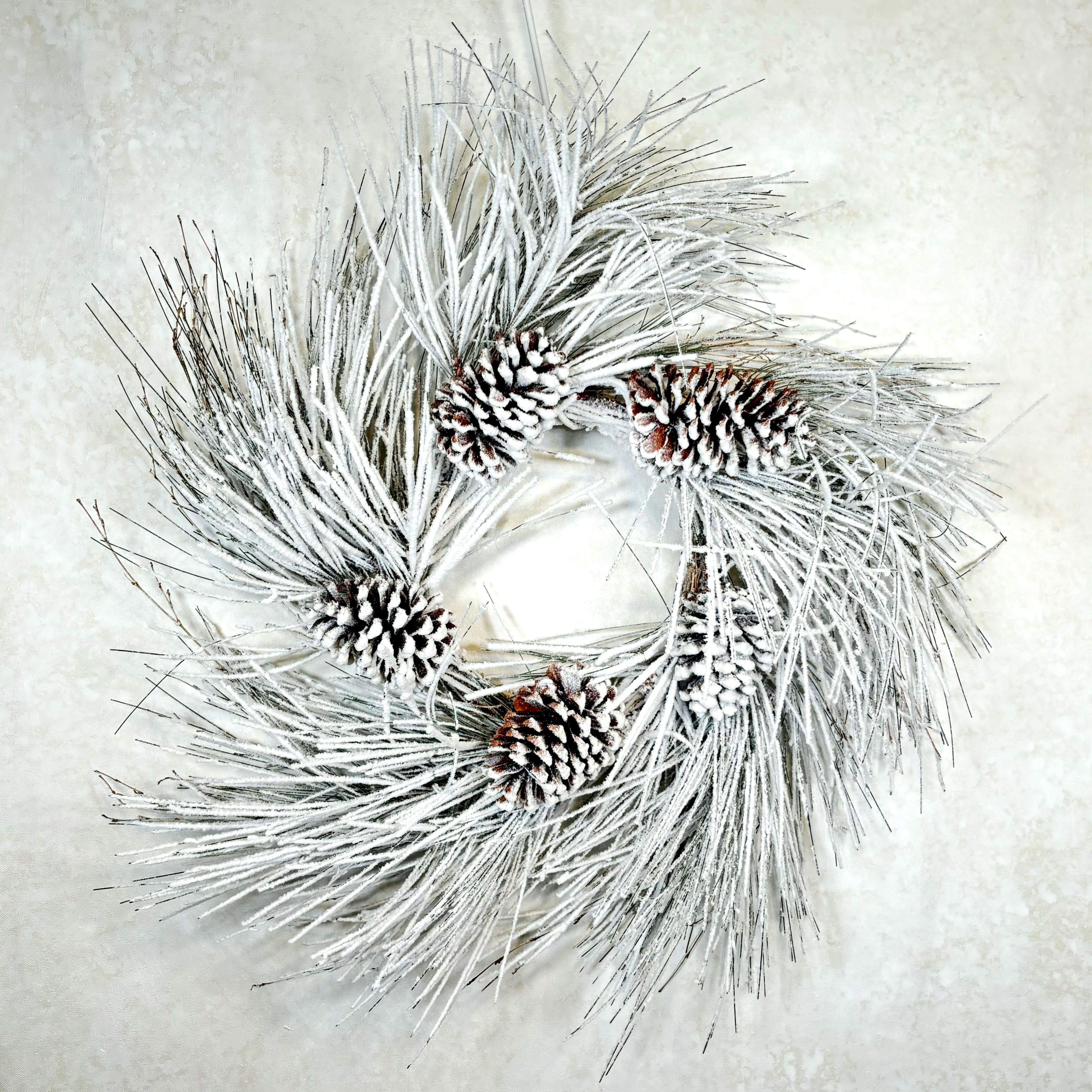 Snow Long Needle Pine with Cones and Heavy Snow Wreath