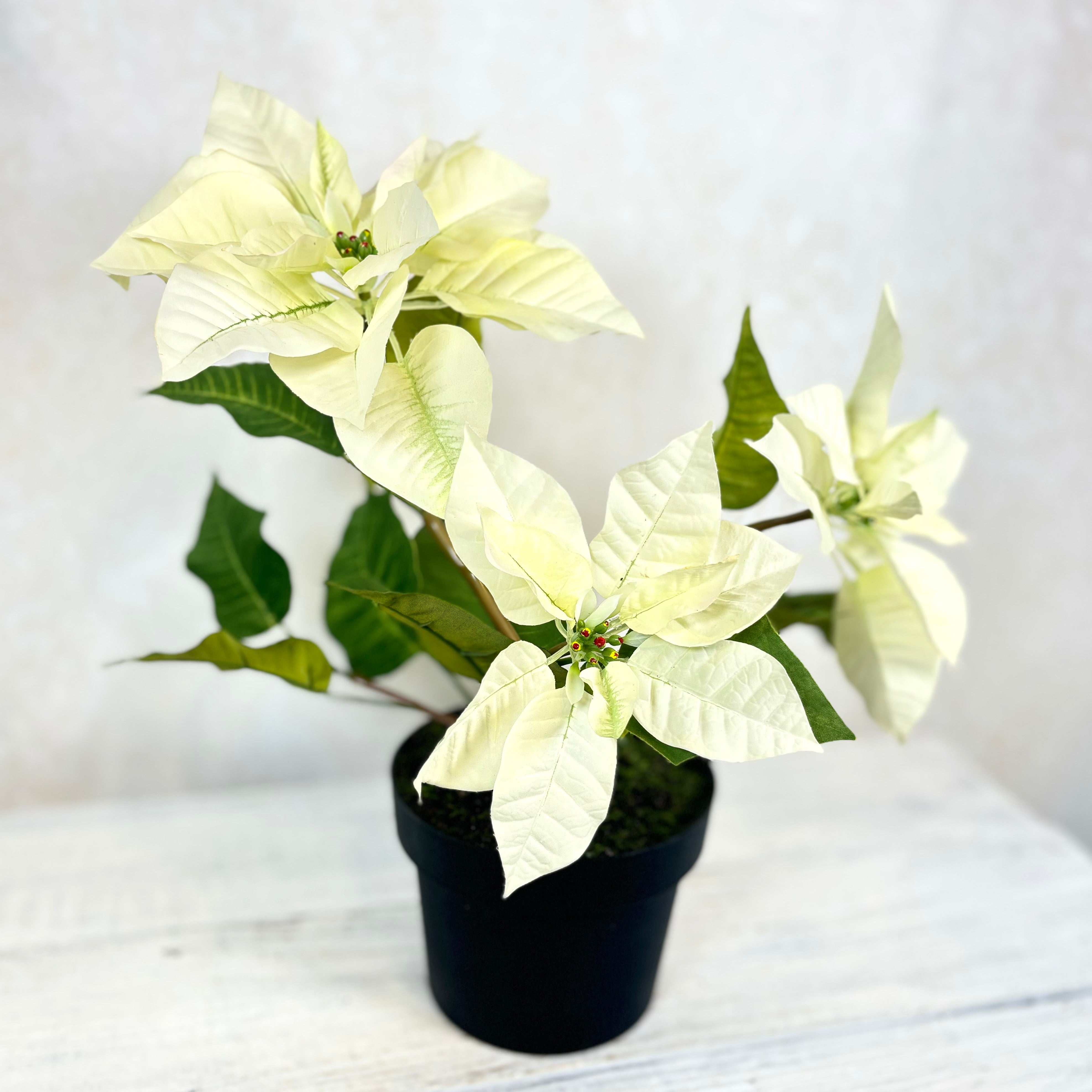 Potted Classic White Poinsettia