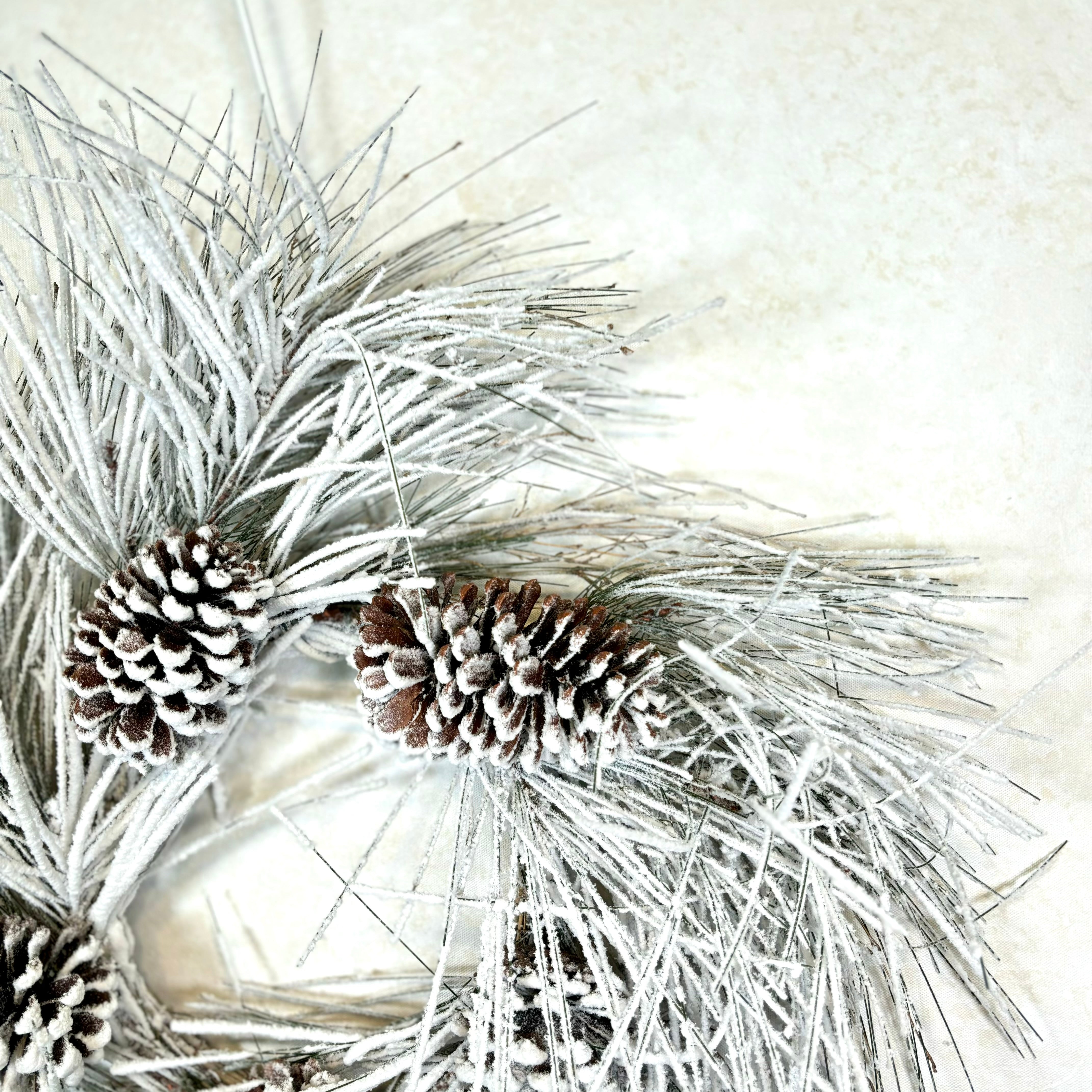 Snow Long Needle Pine with Cones and Heavy Snow Wreath